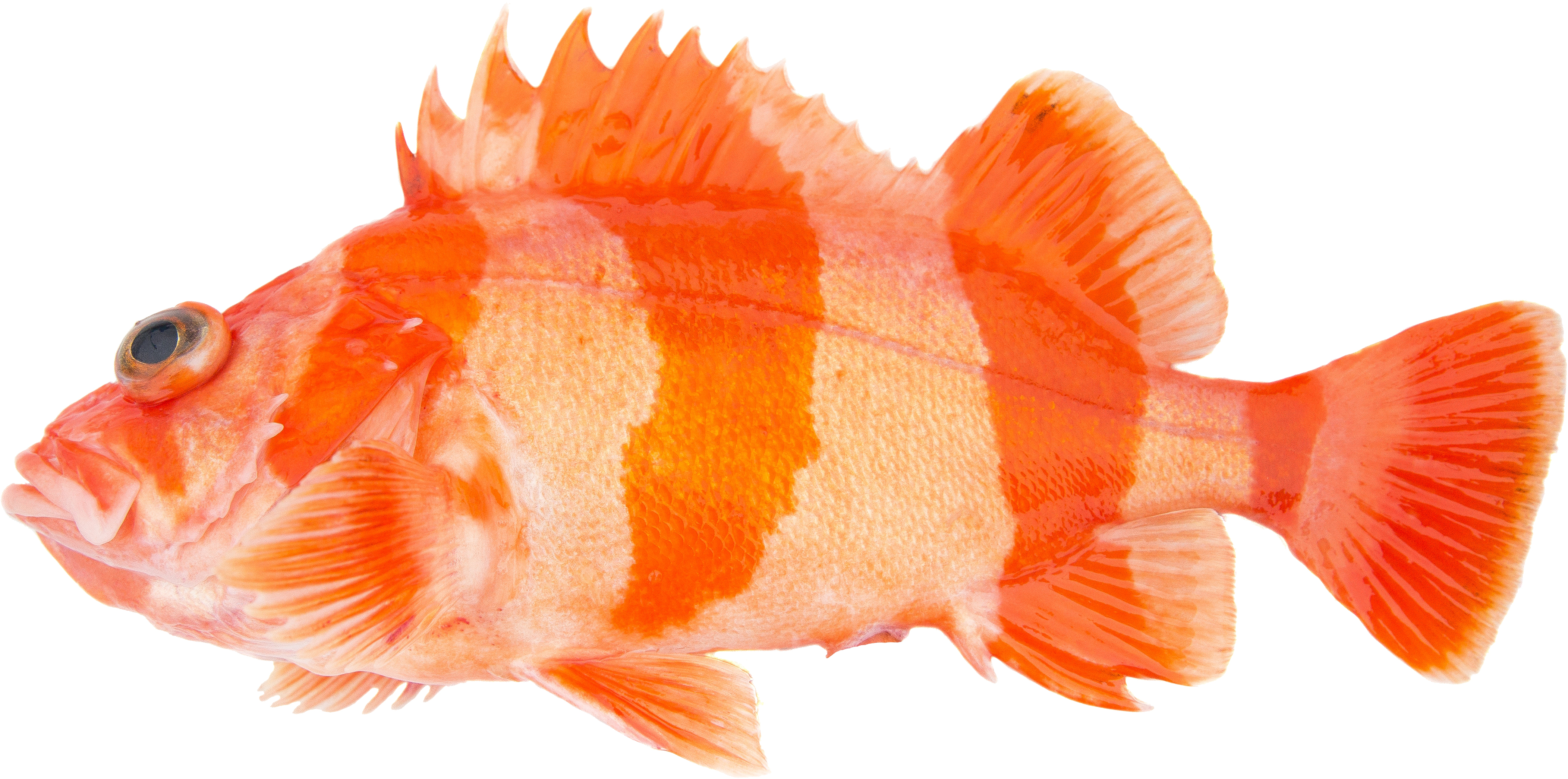Flag Rockfish – RecFIN
