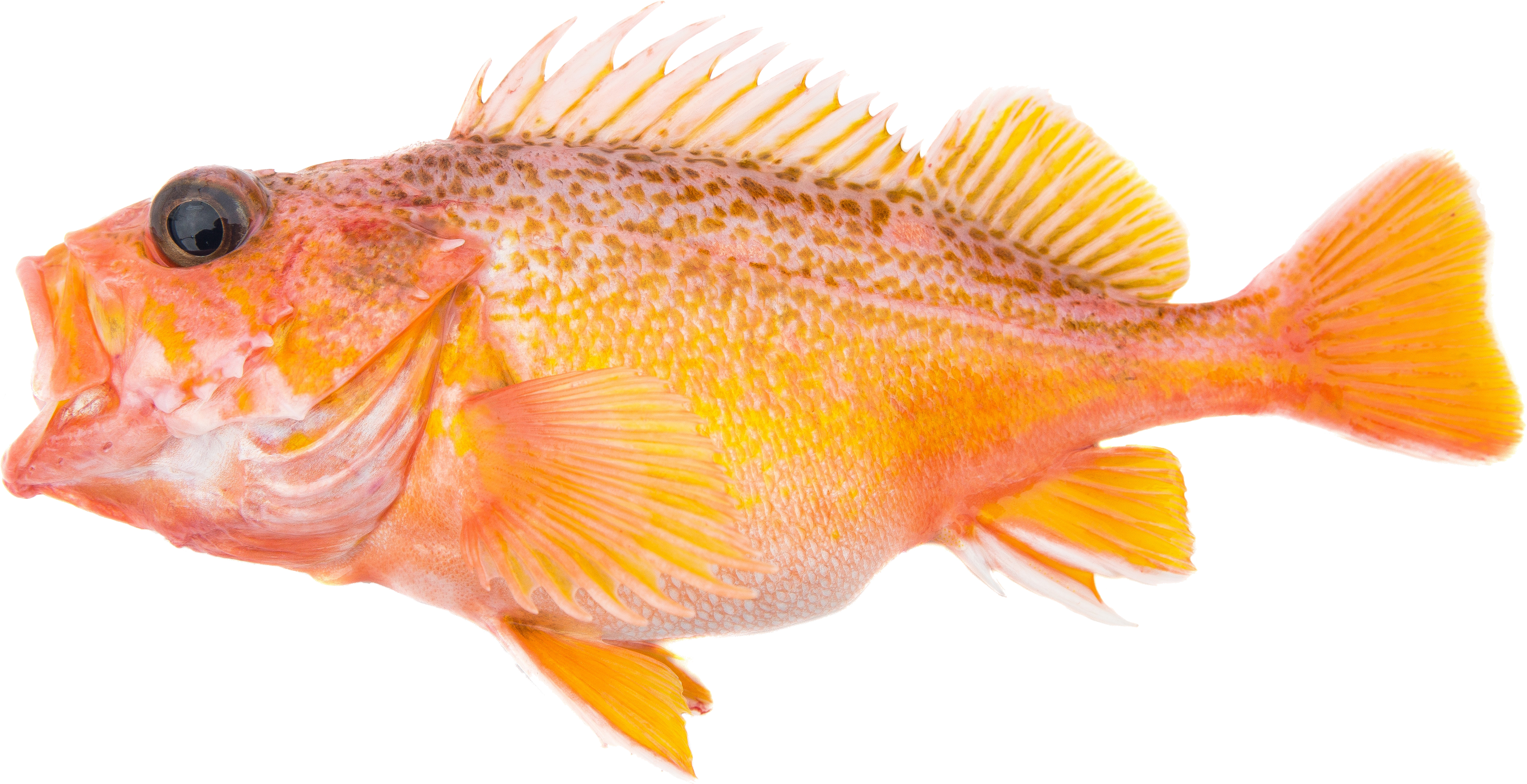 Greenspotted Rockfish – RecFIN