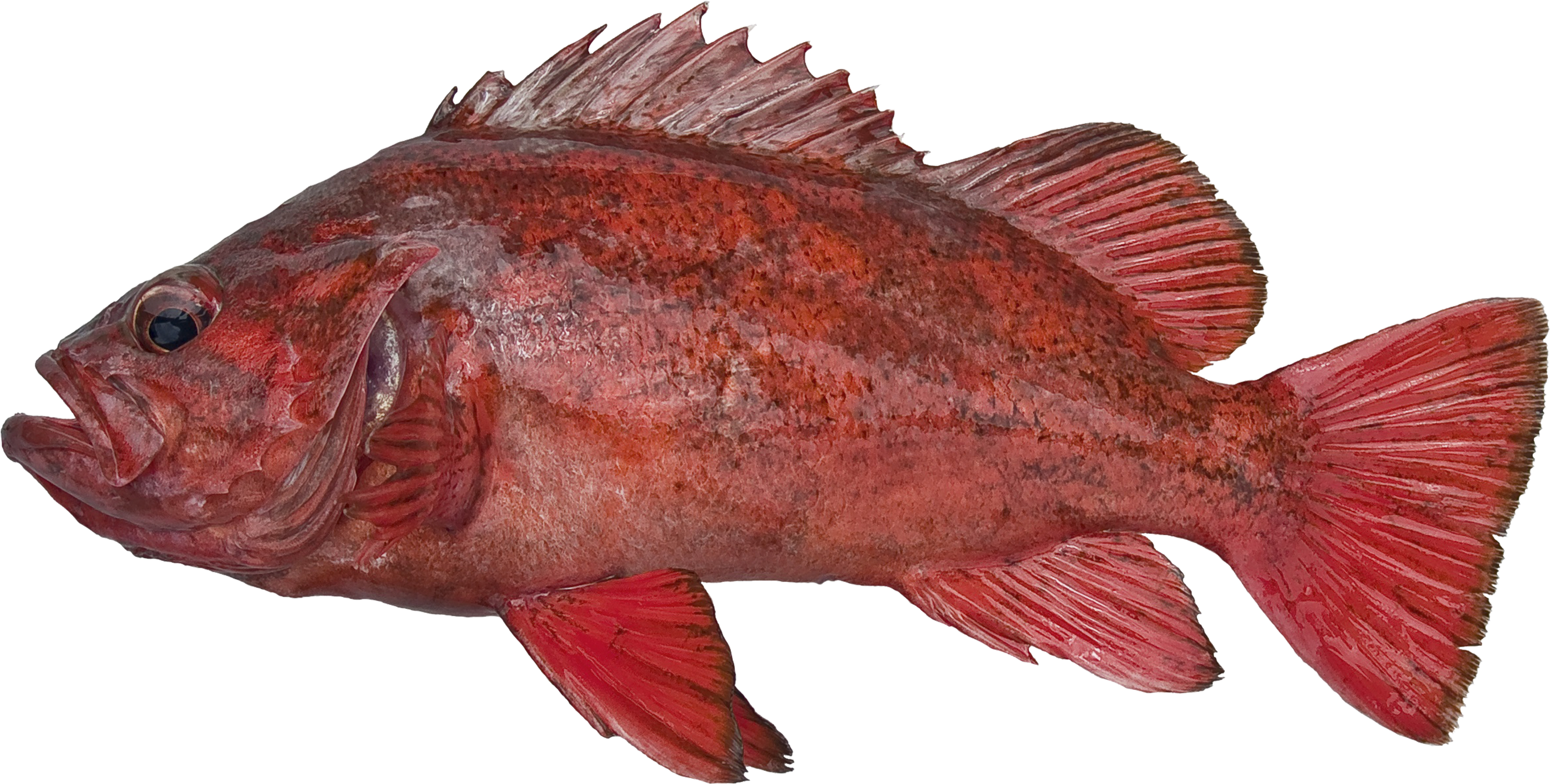 Redbanded Rockfish – RecFIN
