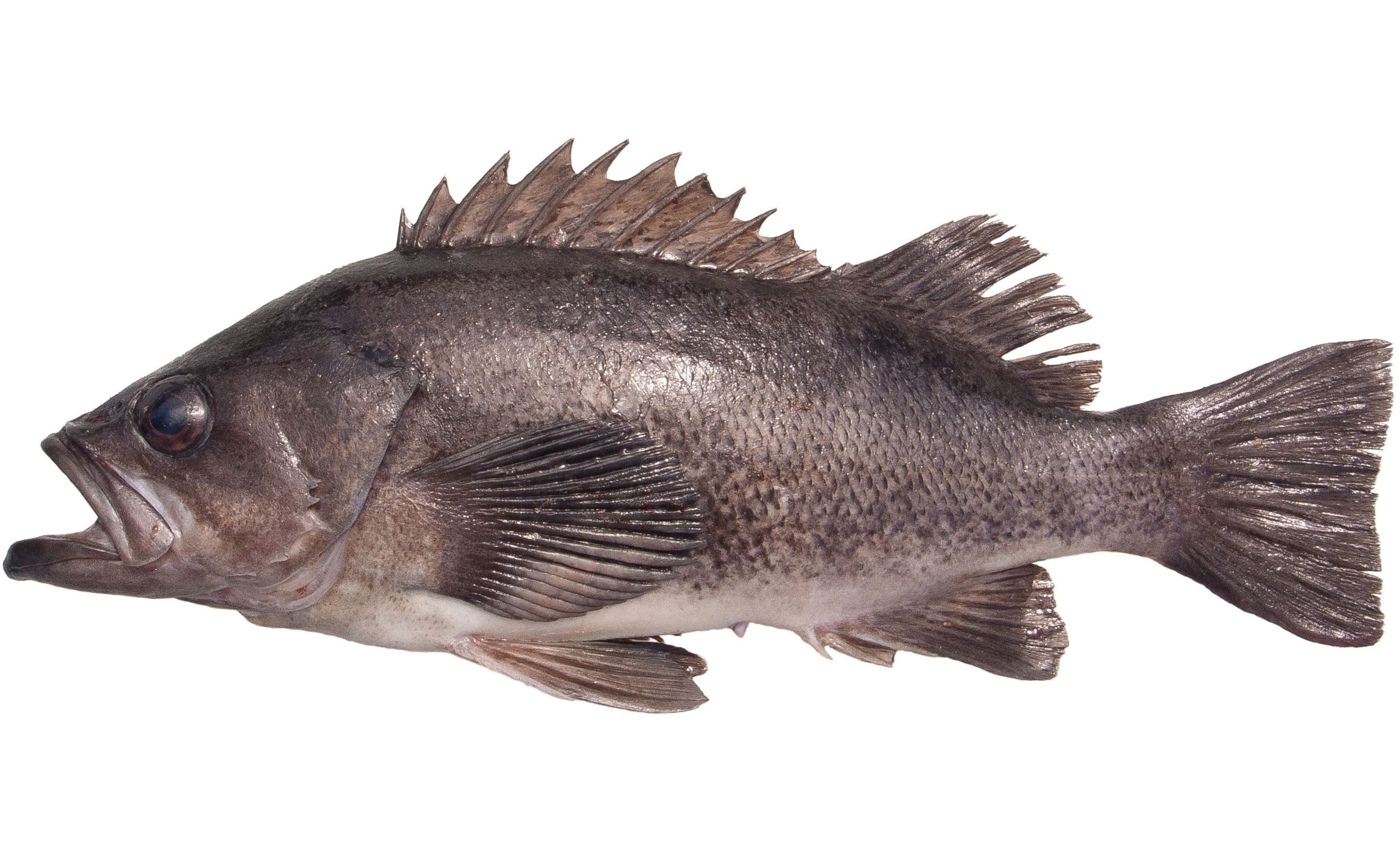 A Black rockfish