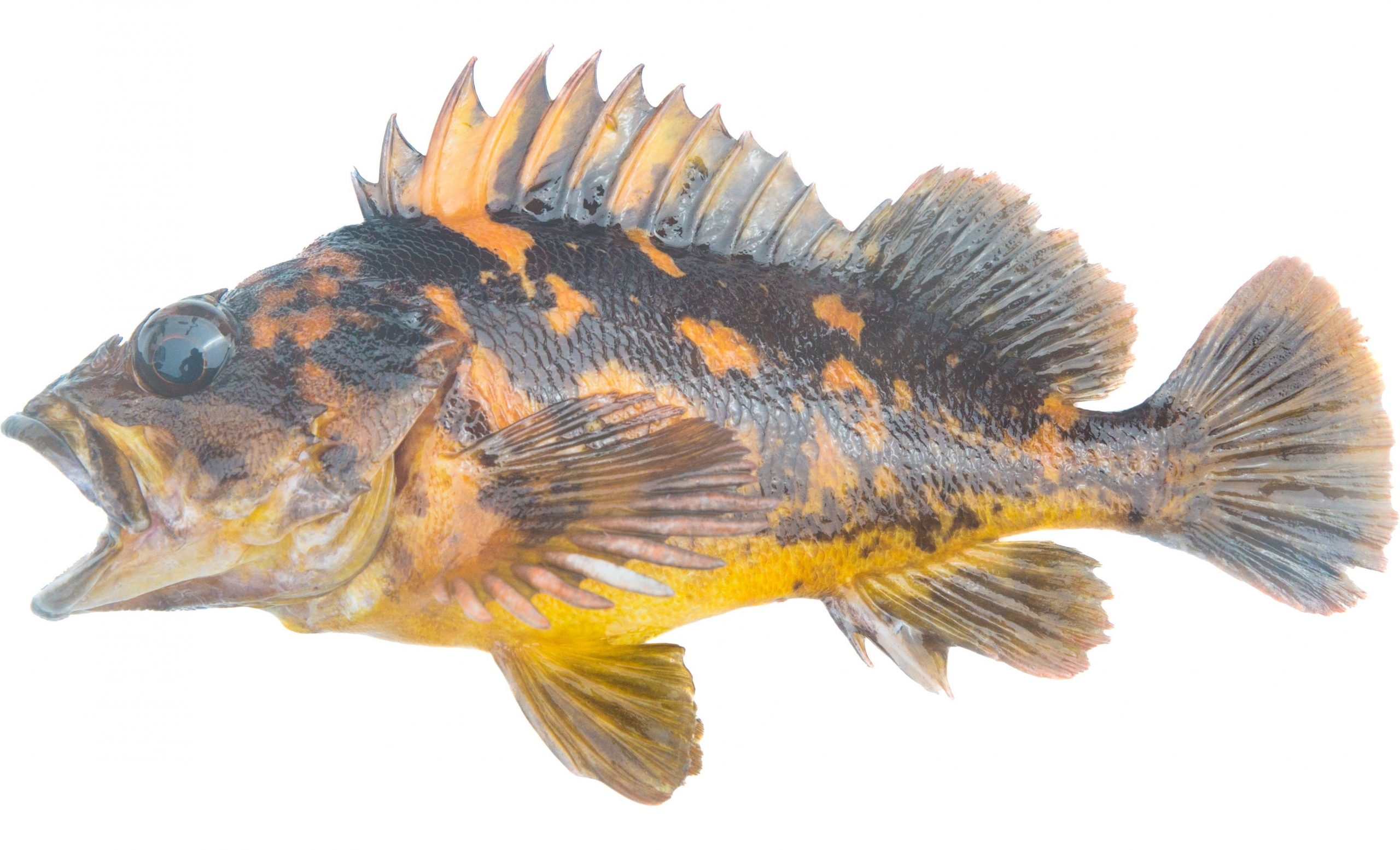 A Black and Yellow Rockfish