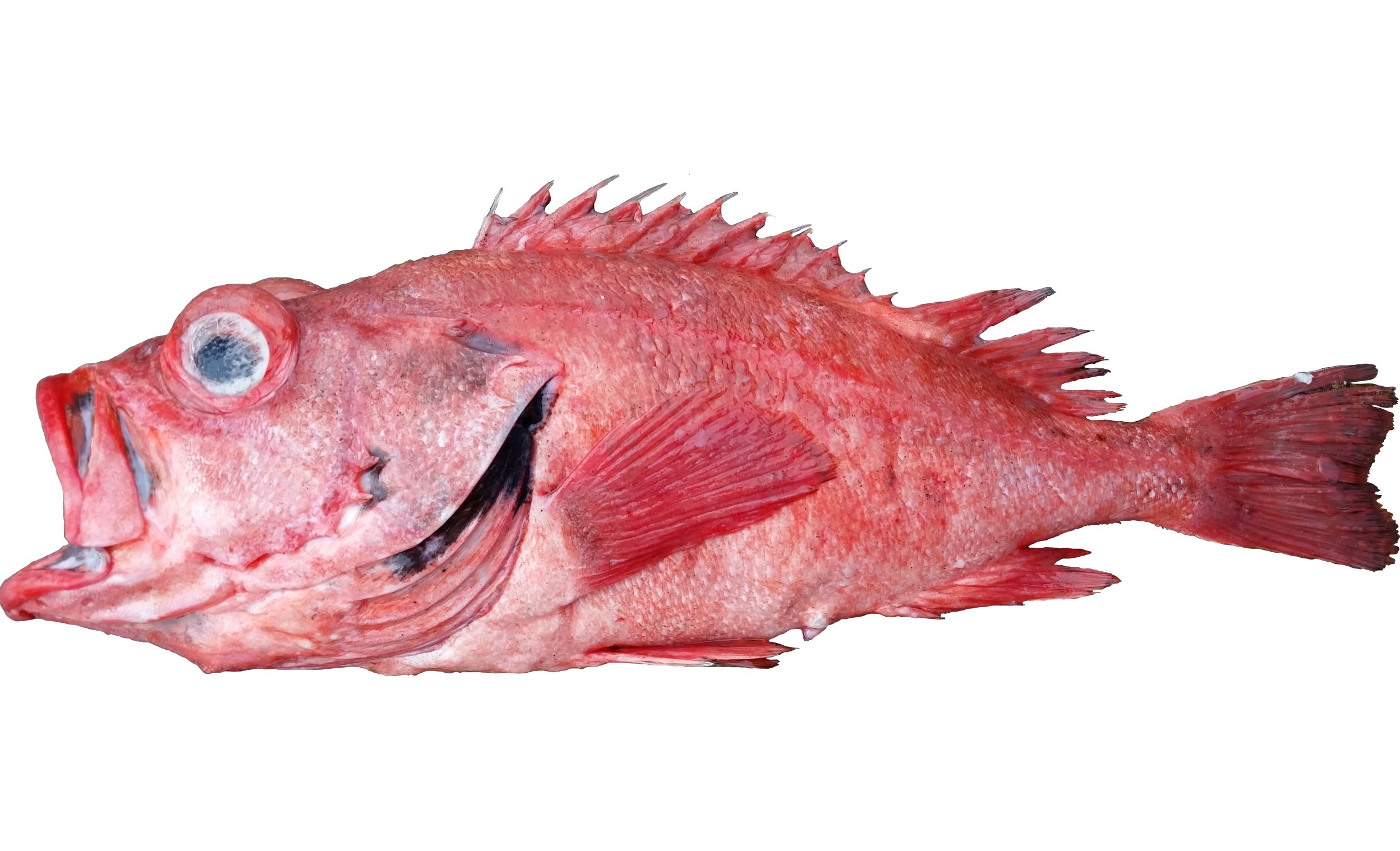 A Blackgill Rockfish