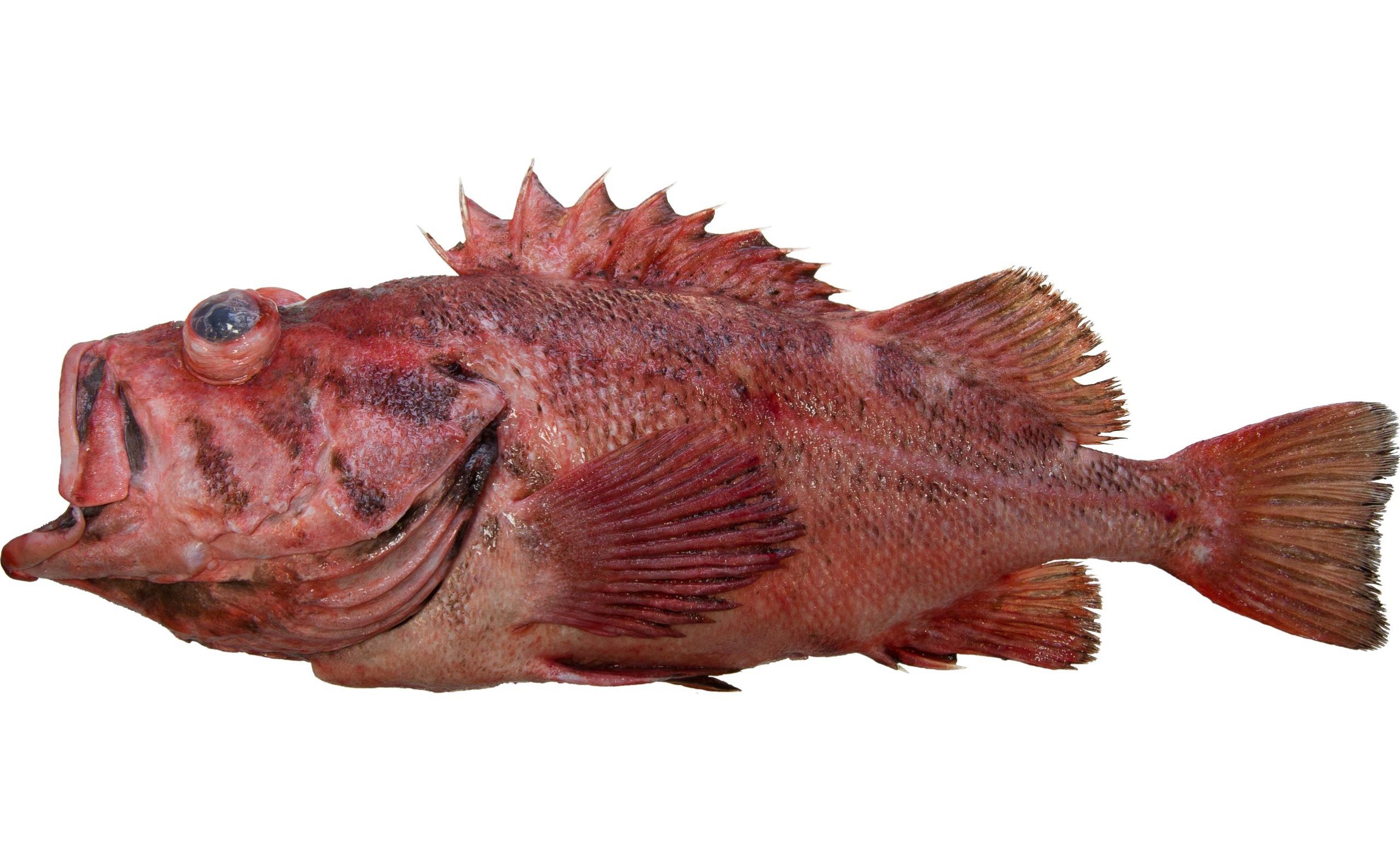 A Blackspotted Rockfish