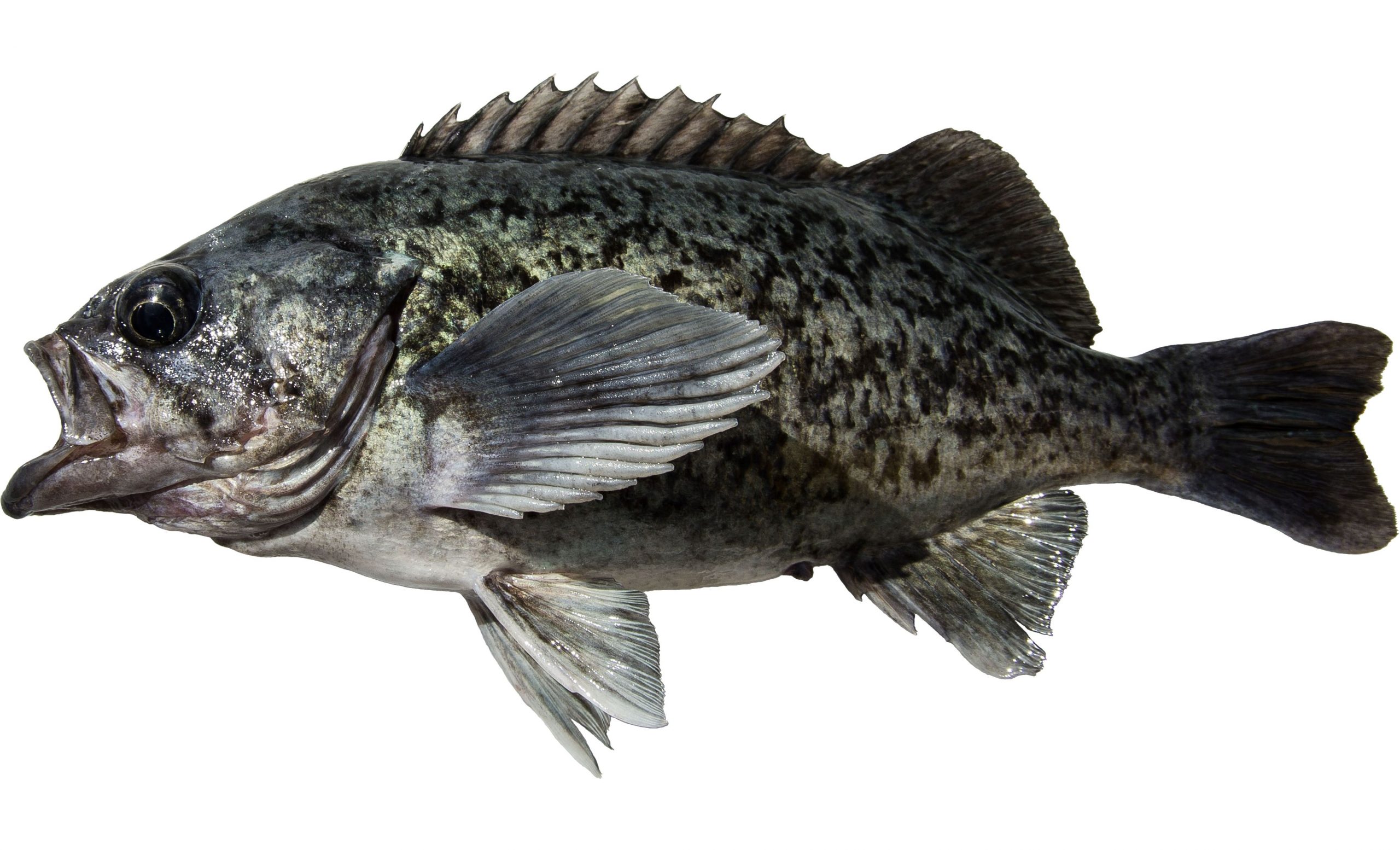 A Blue Rockfish