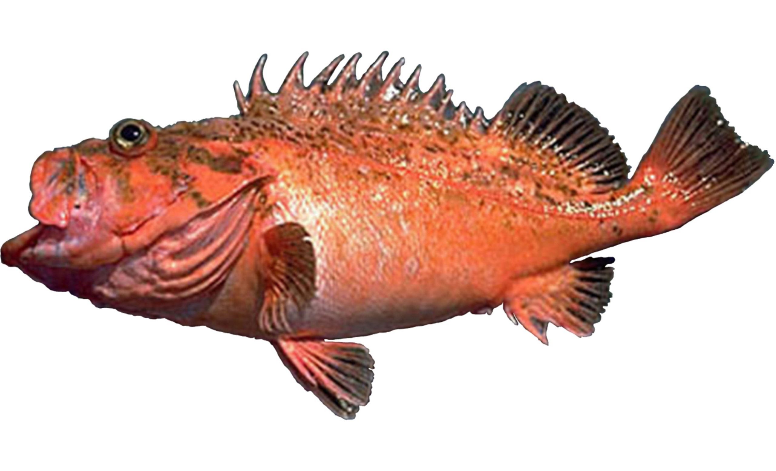 A Bronzespotted Rockfish