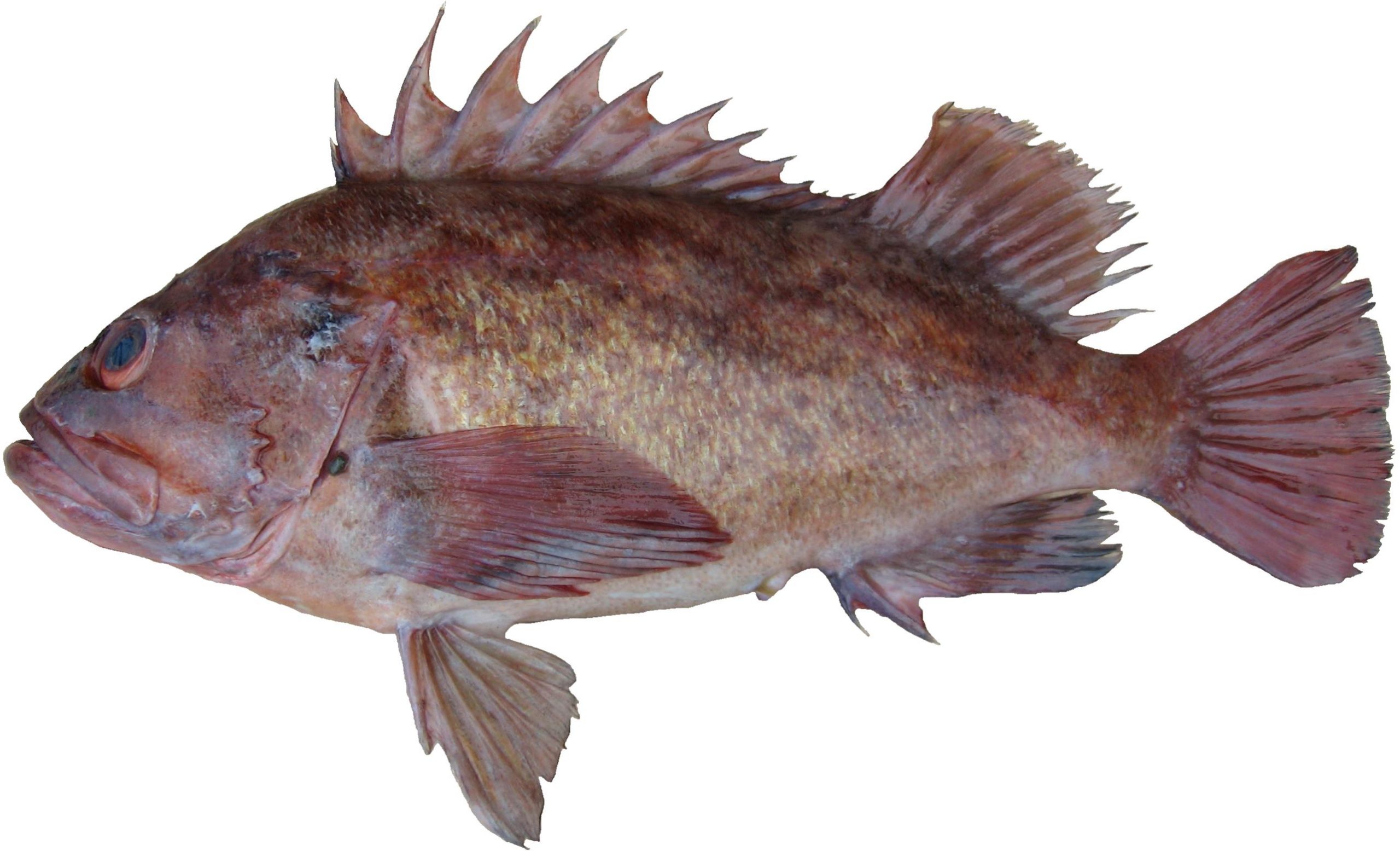 A Brown Rockfish