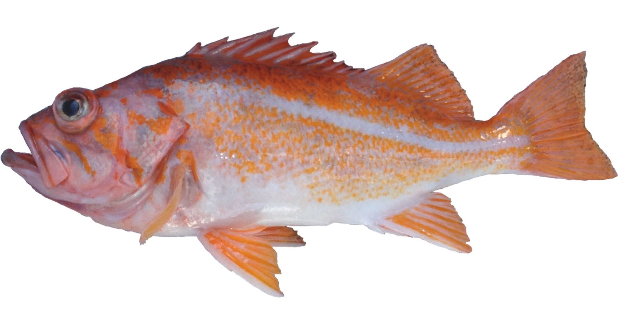 A juvenile Canary Rockfish