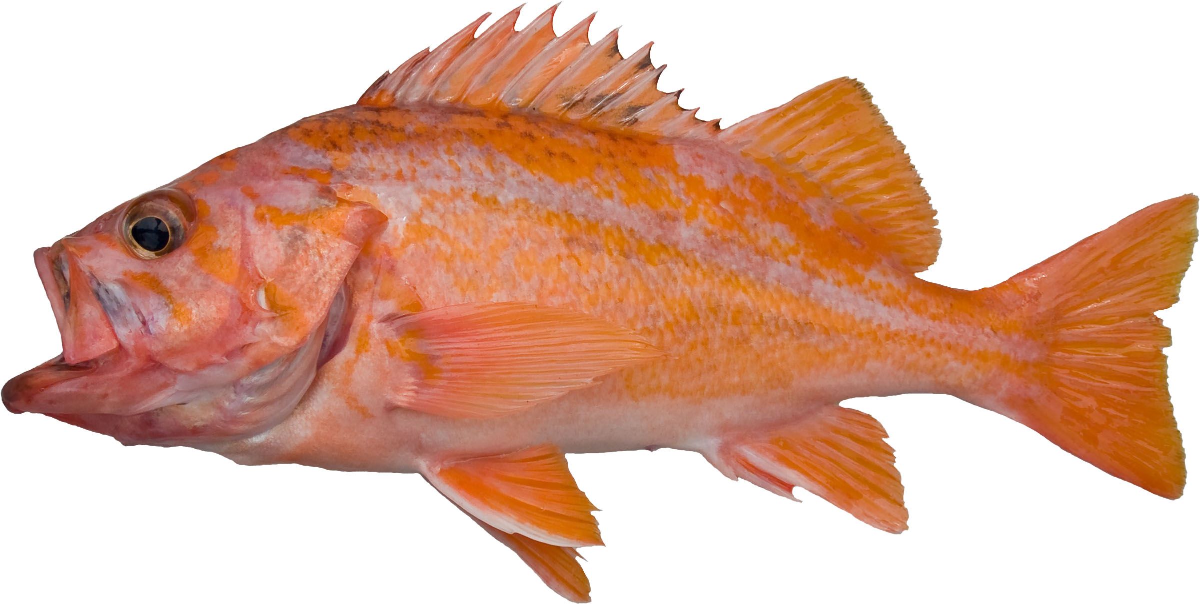 A Canary Rockfish variant