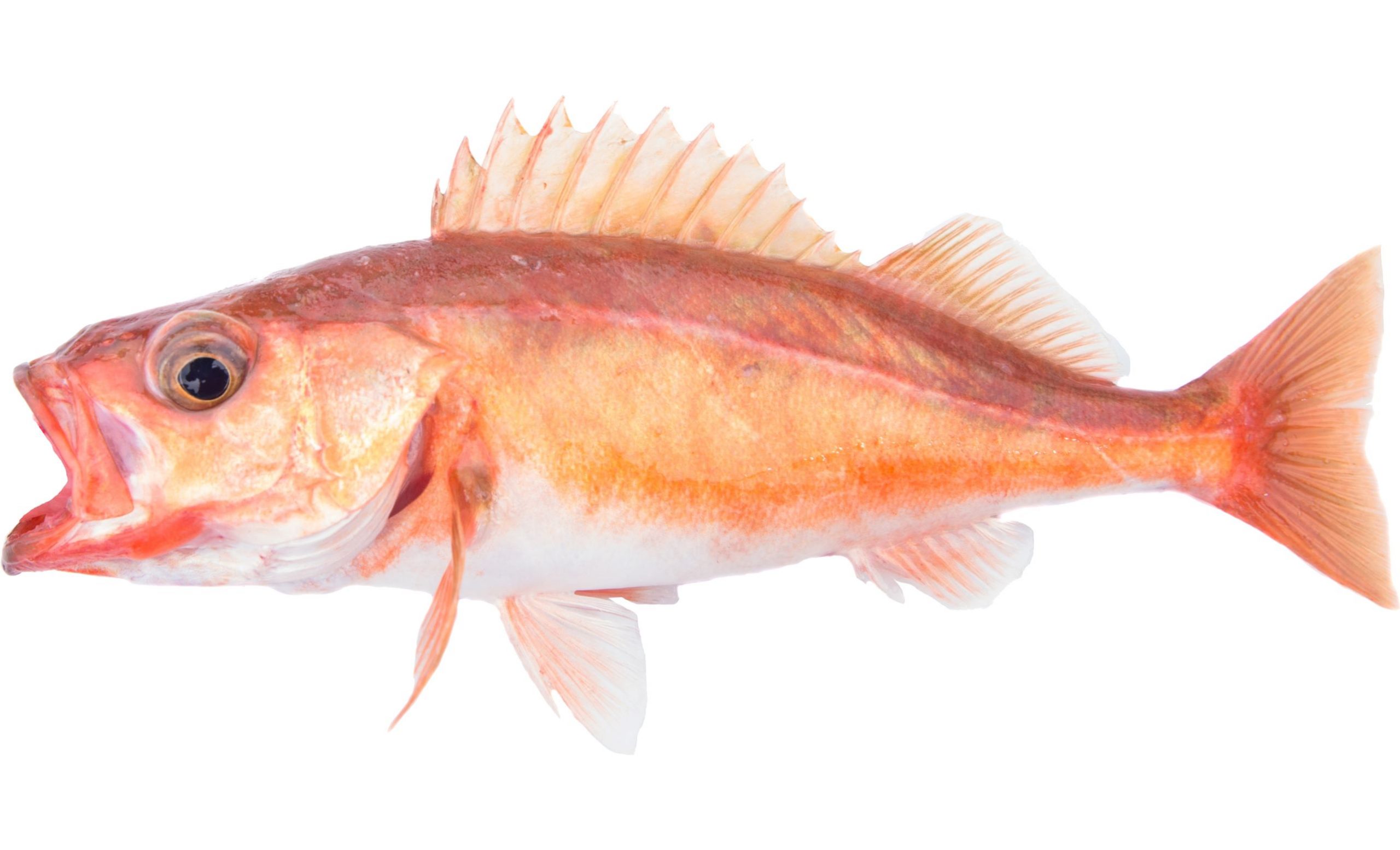 A Chilipepper Rockfish