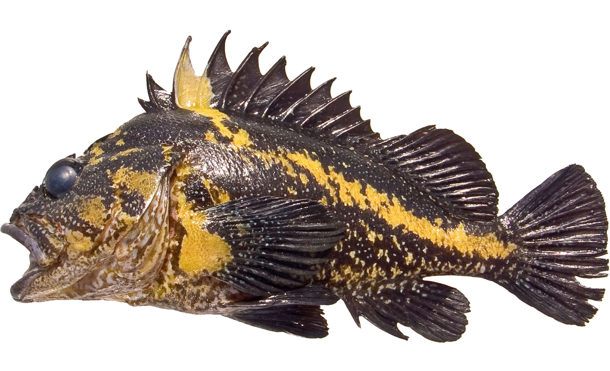 A China Rockfish