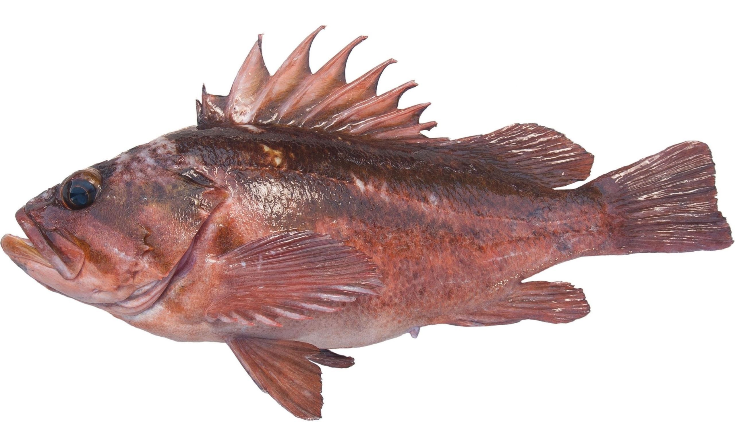 A Copper Rockfish variant