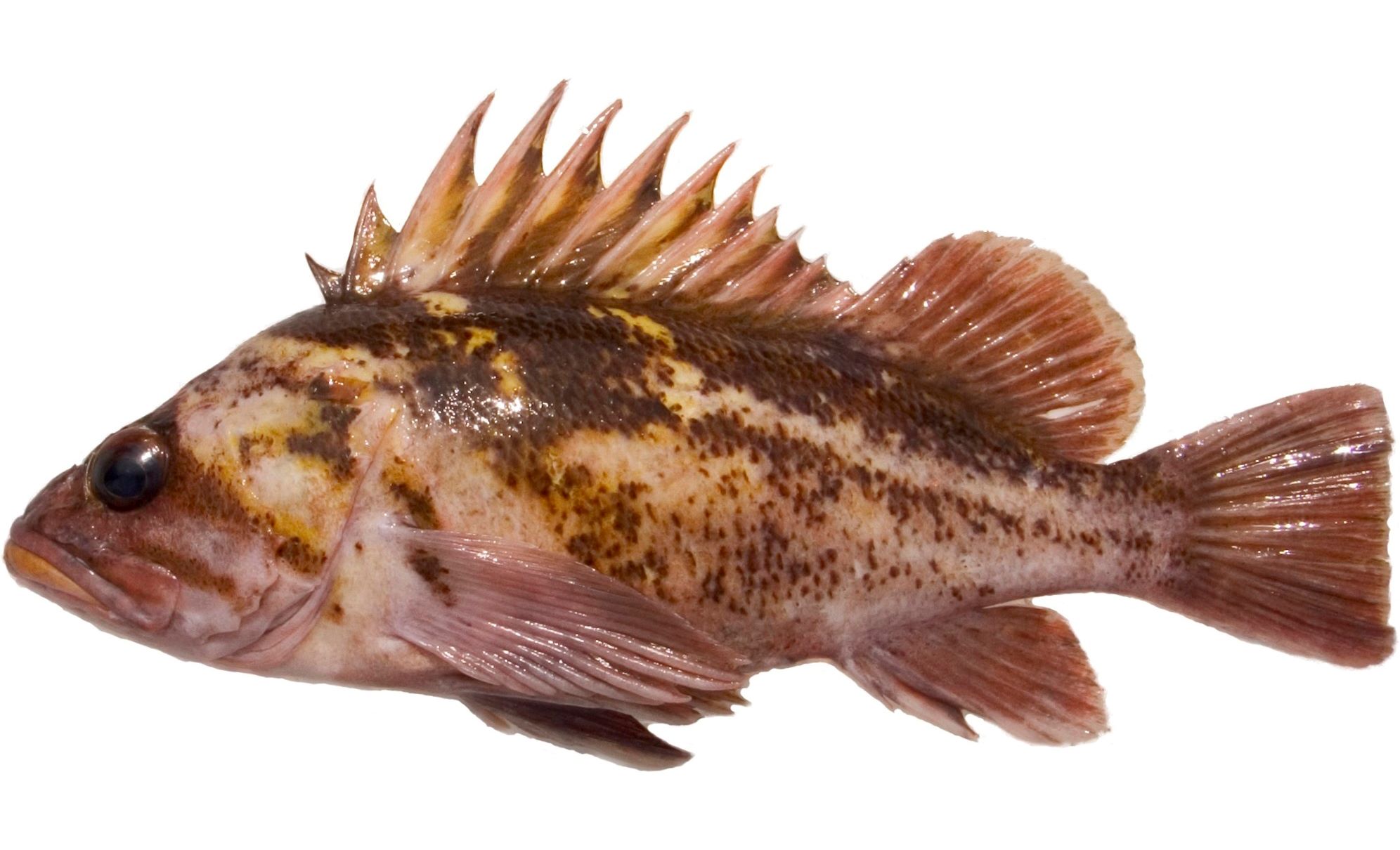 A Copper Rockfish variant