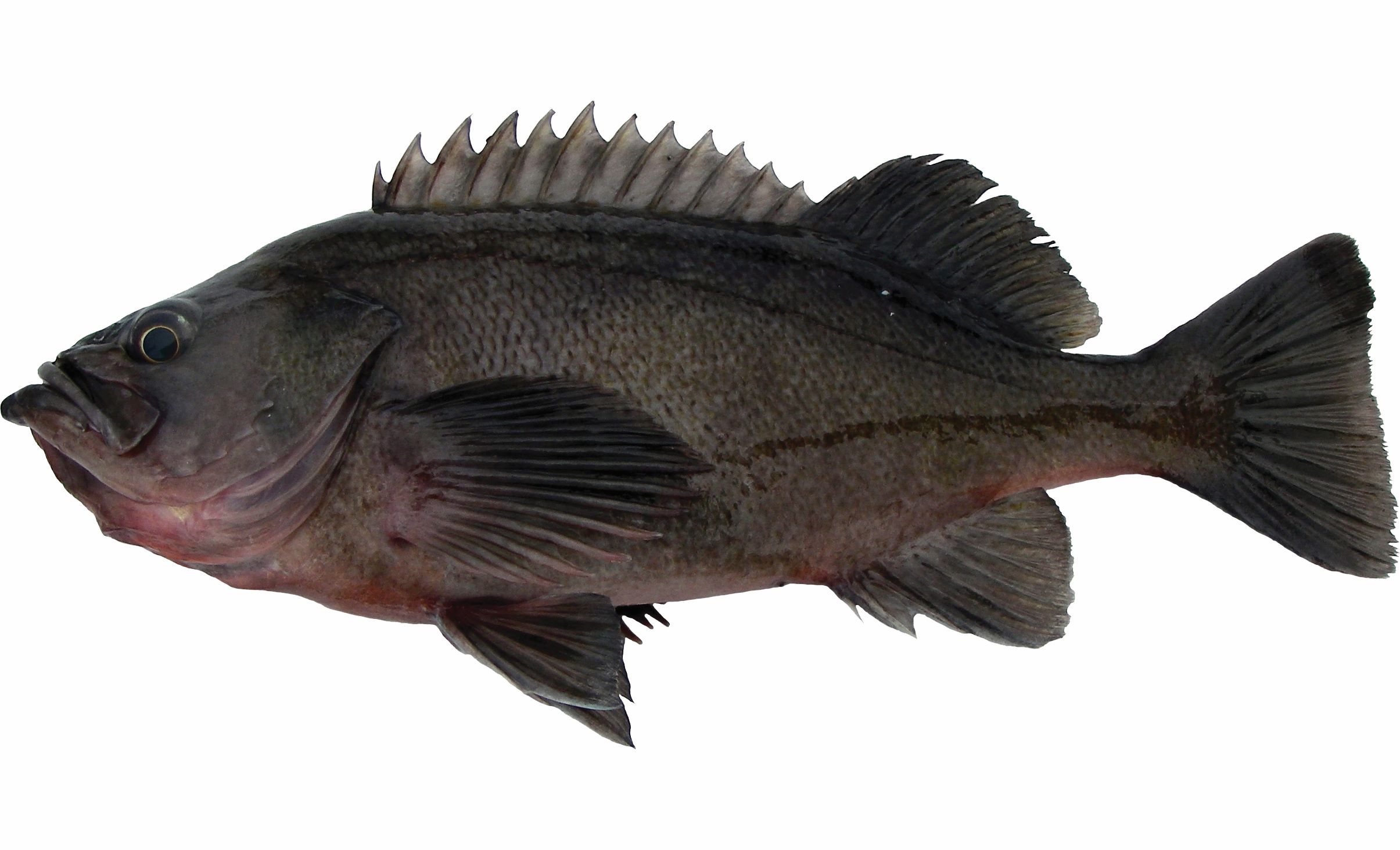 A dark version of a Dusty Rockfish