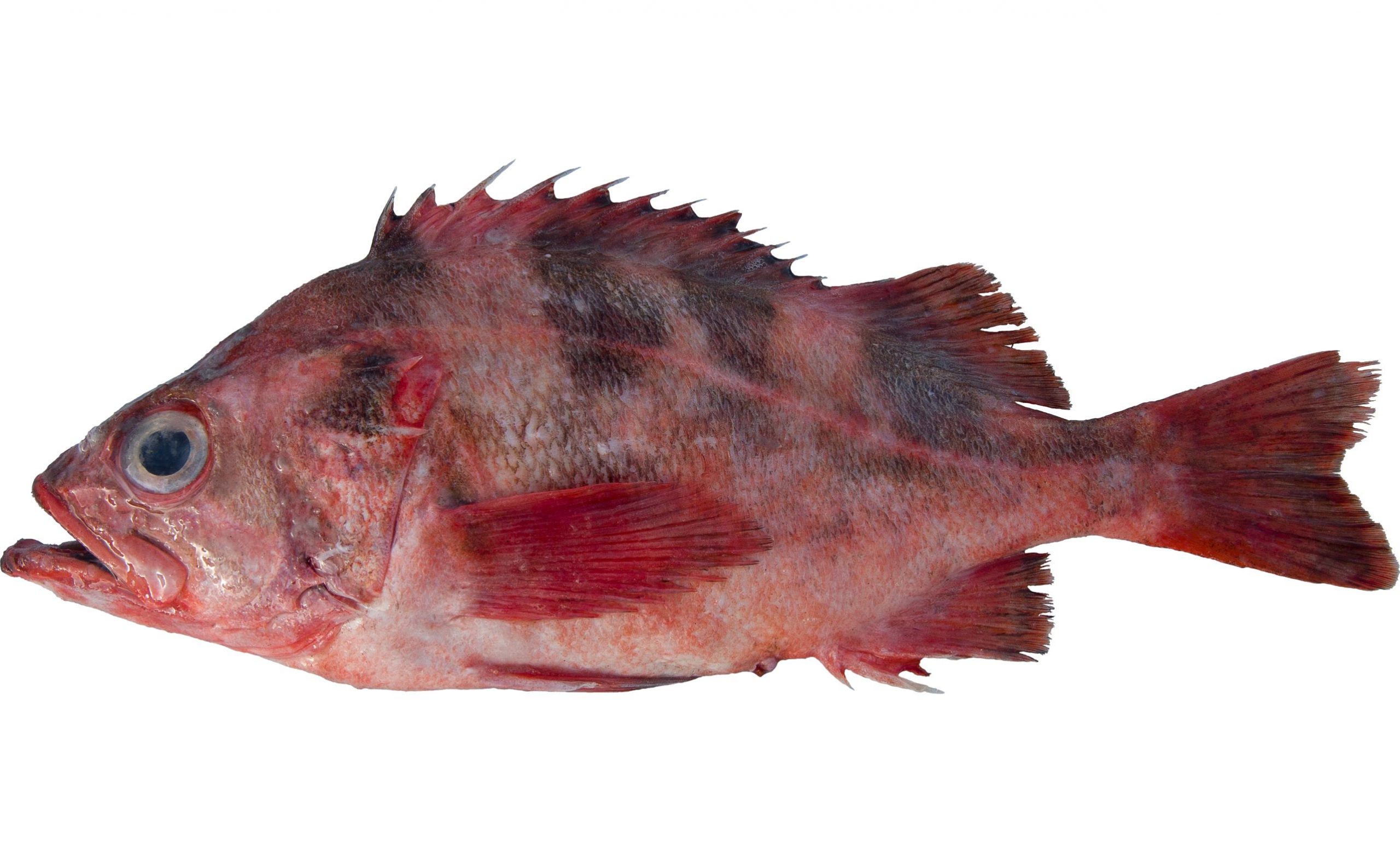 A Darkblotched Rockfish