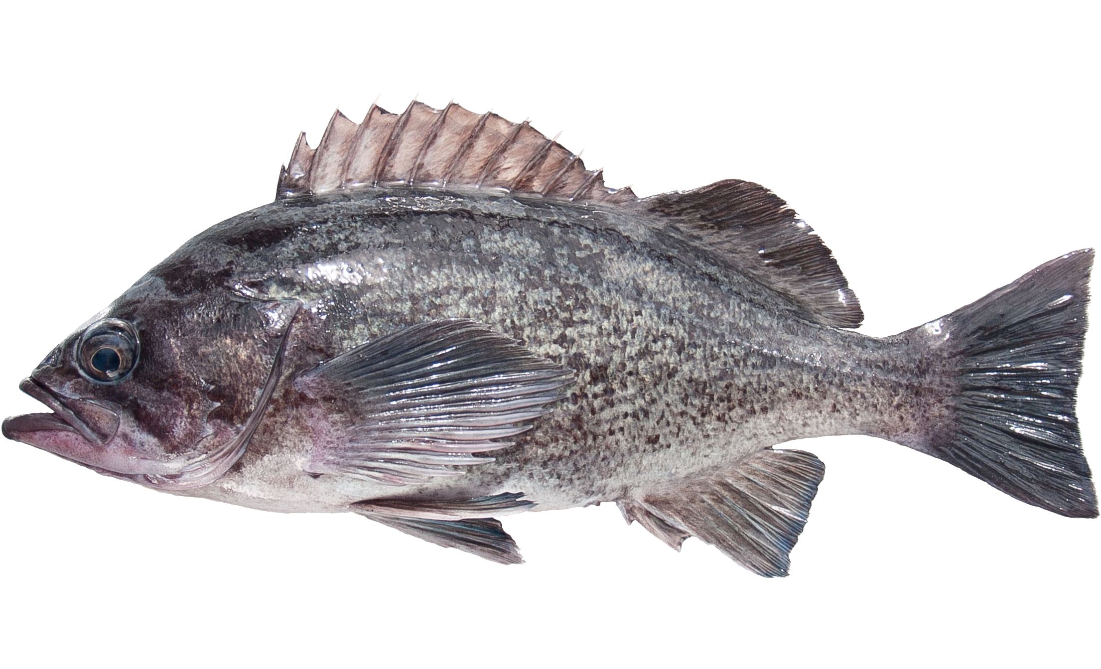 A Deacon Rockfish