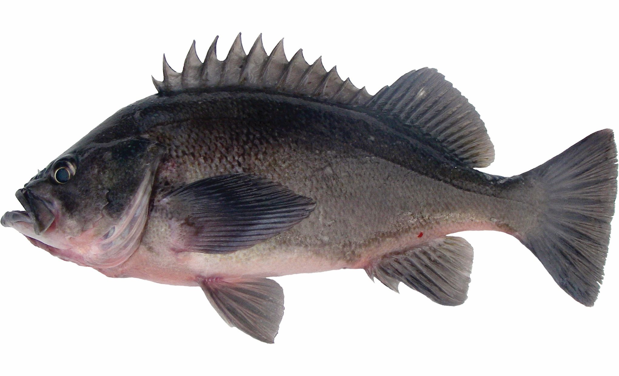 A light version of a Dusky Rockfish