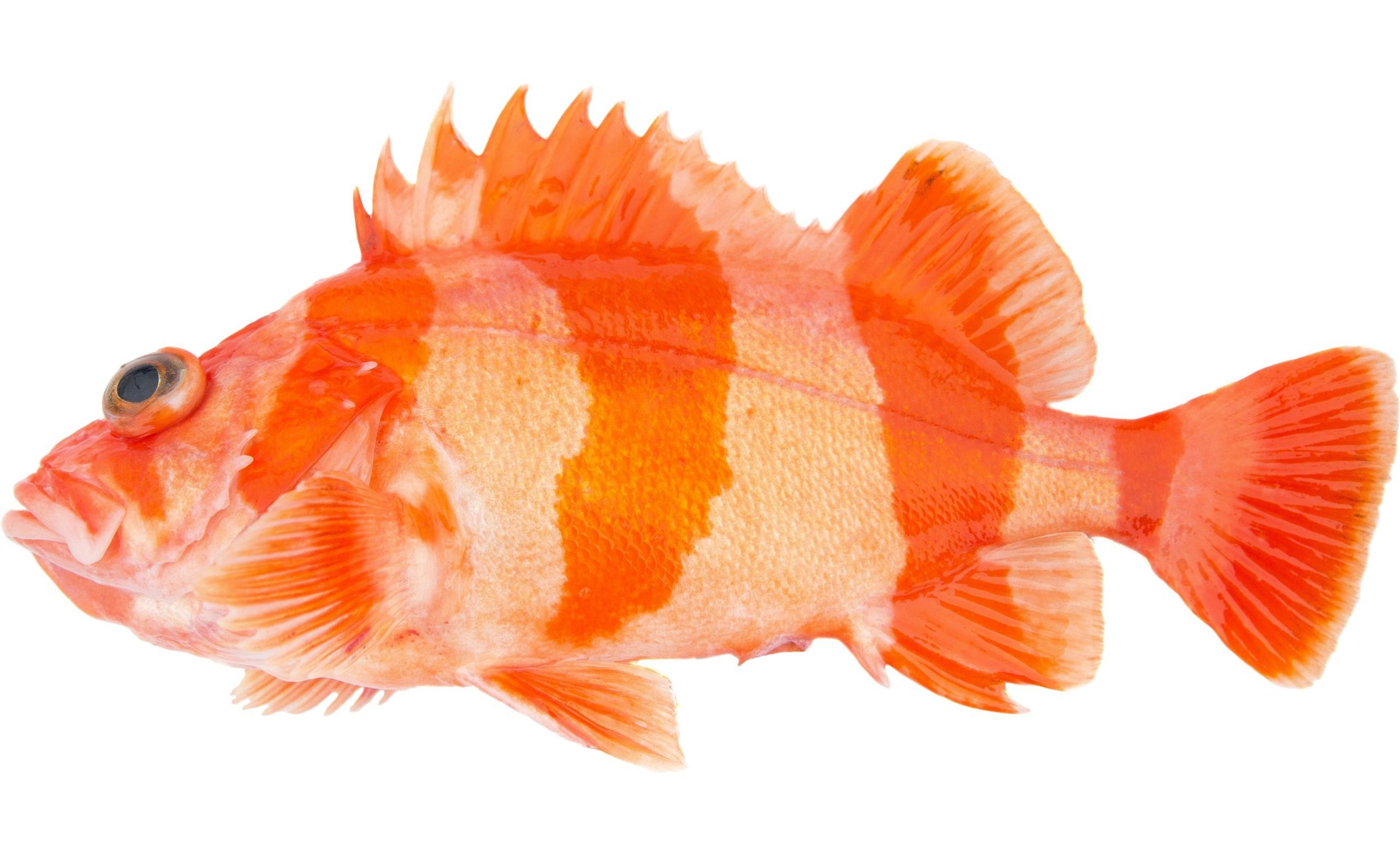 A Flag Rockfish