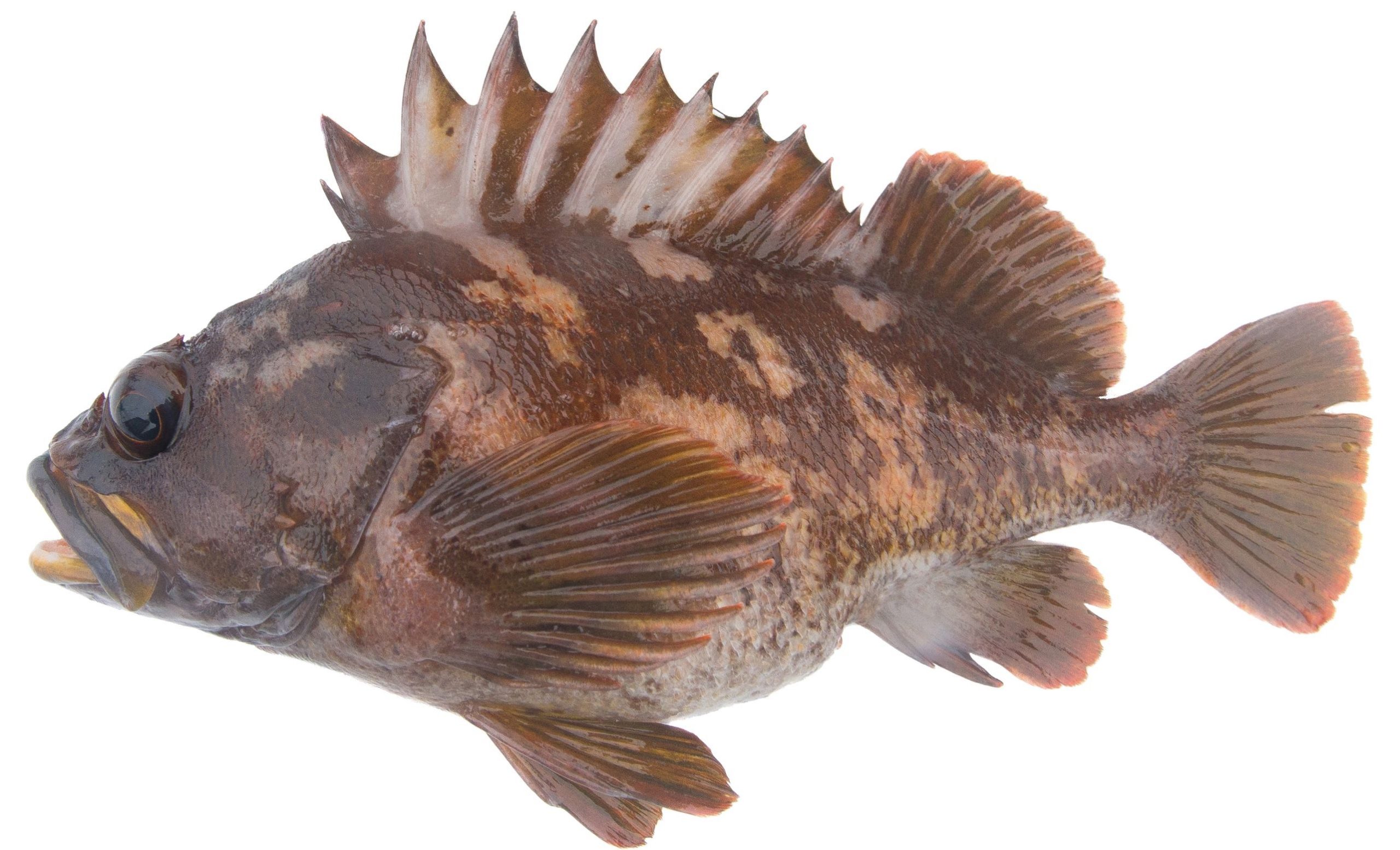 A Gopher Rockfish