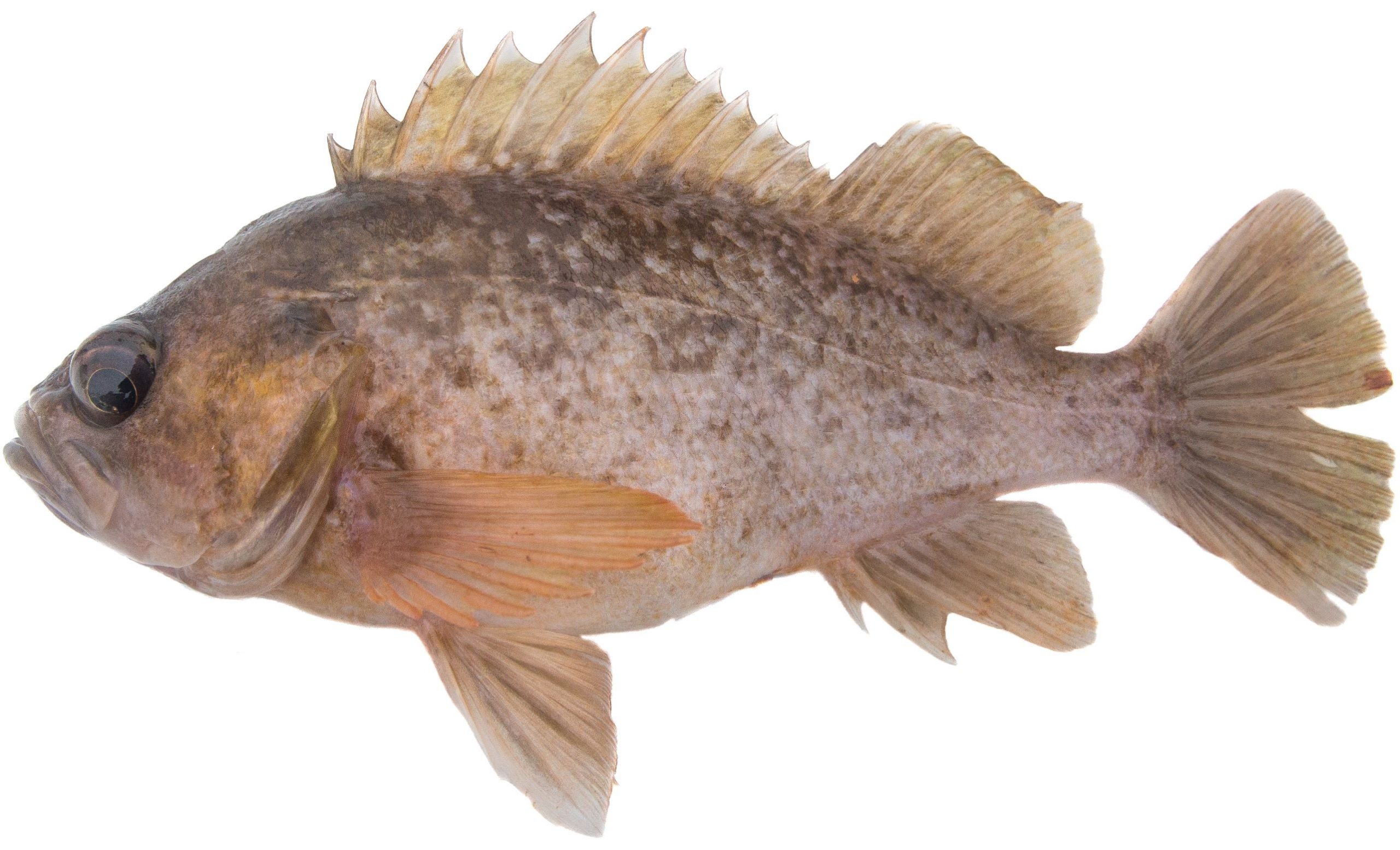 A dark version of the Grass Rockfish