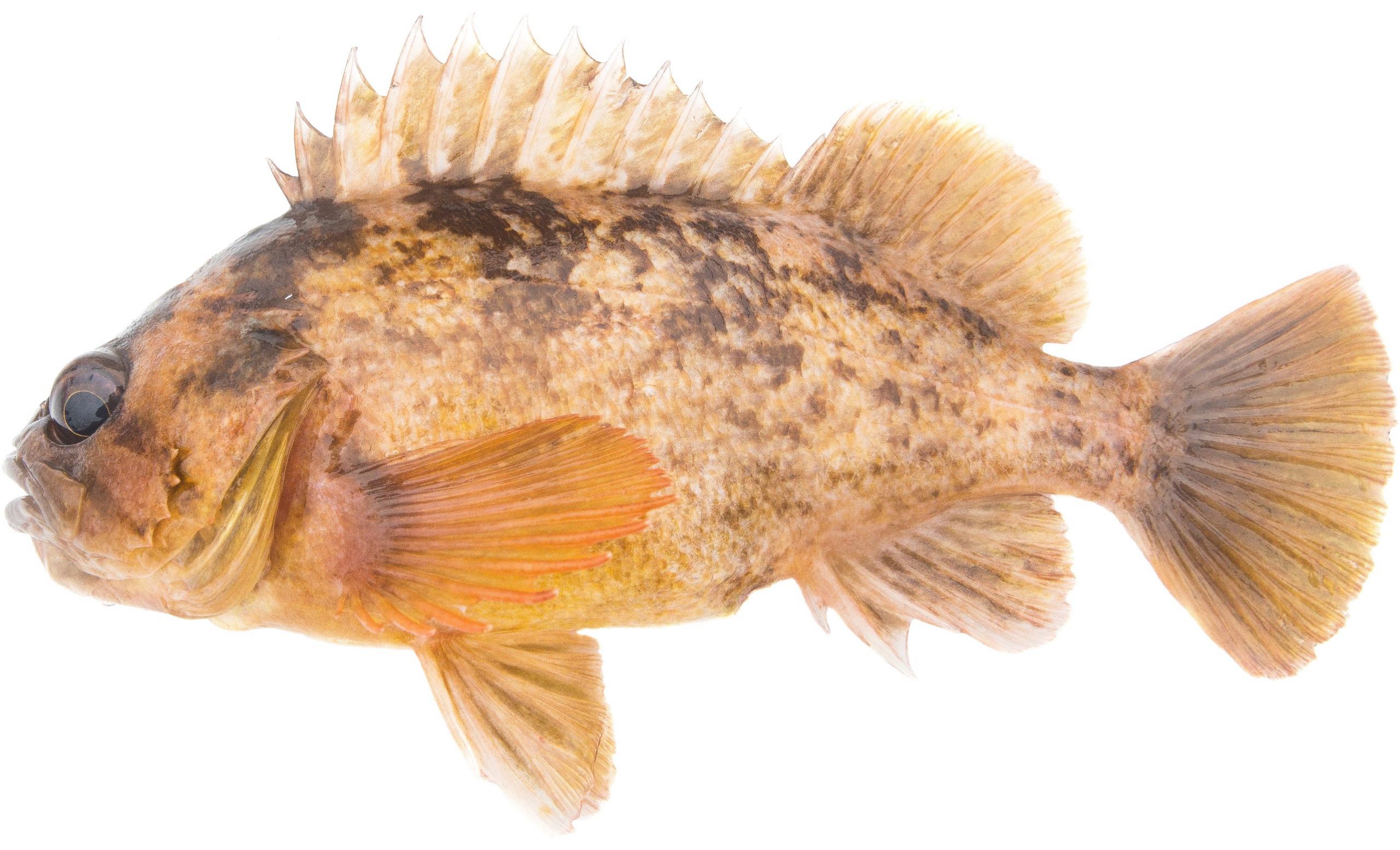 A light version of the Grass Rockfish