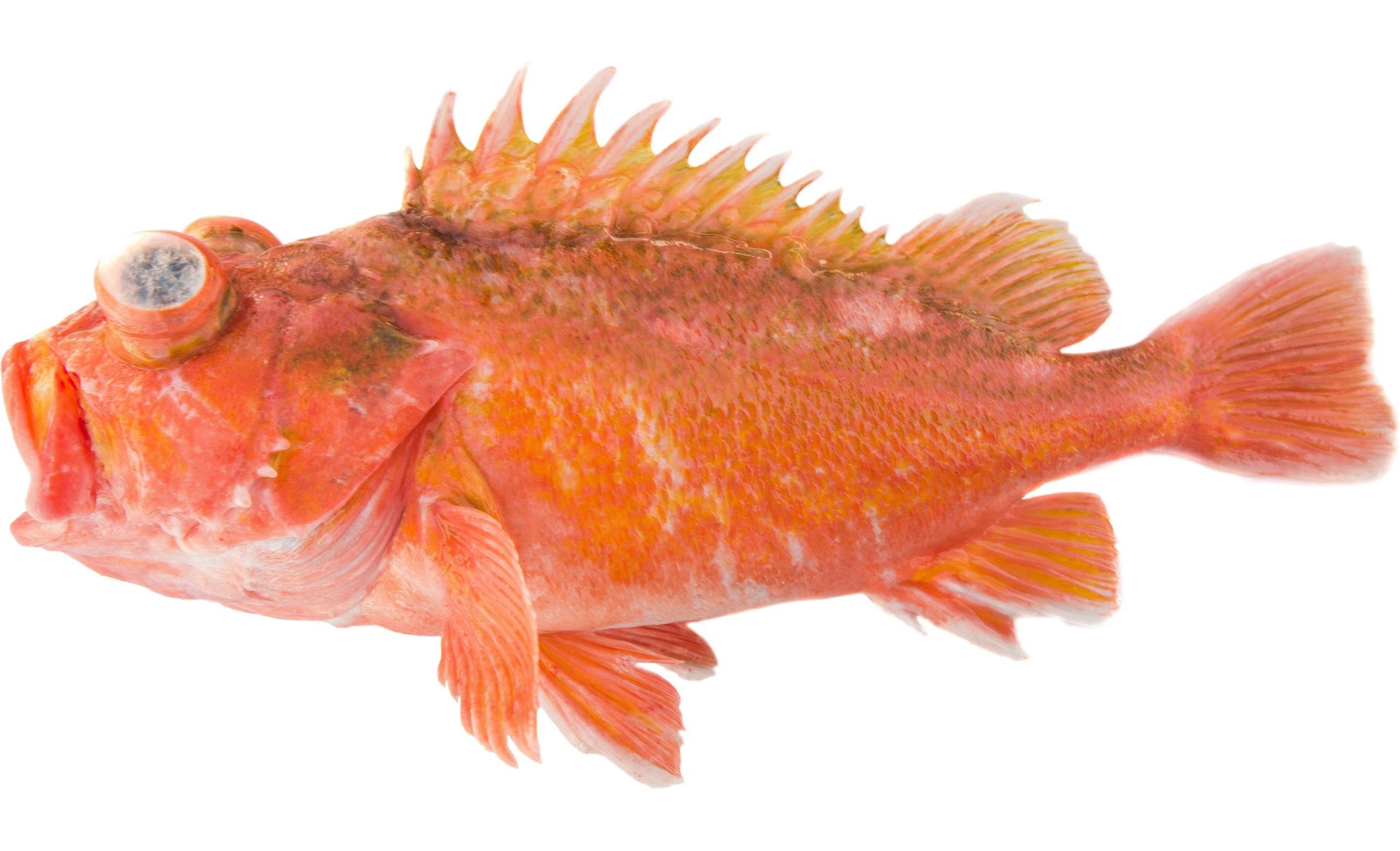 A Greenblotched Rockfish