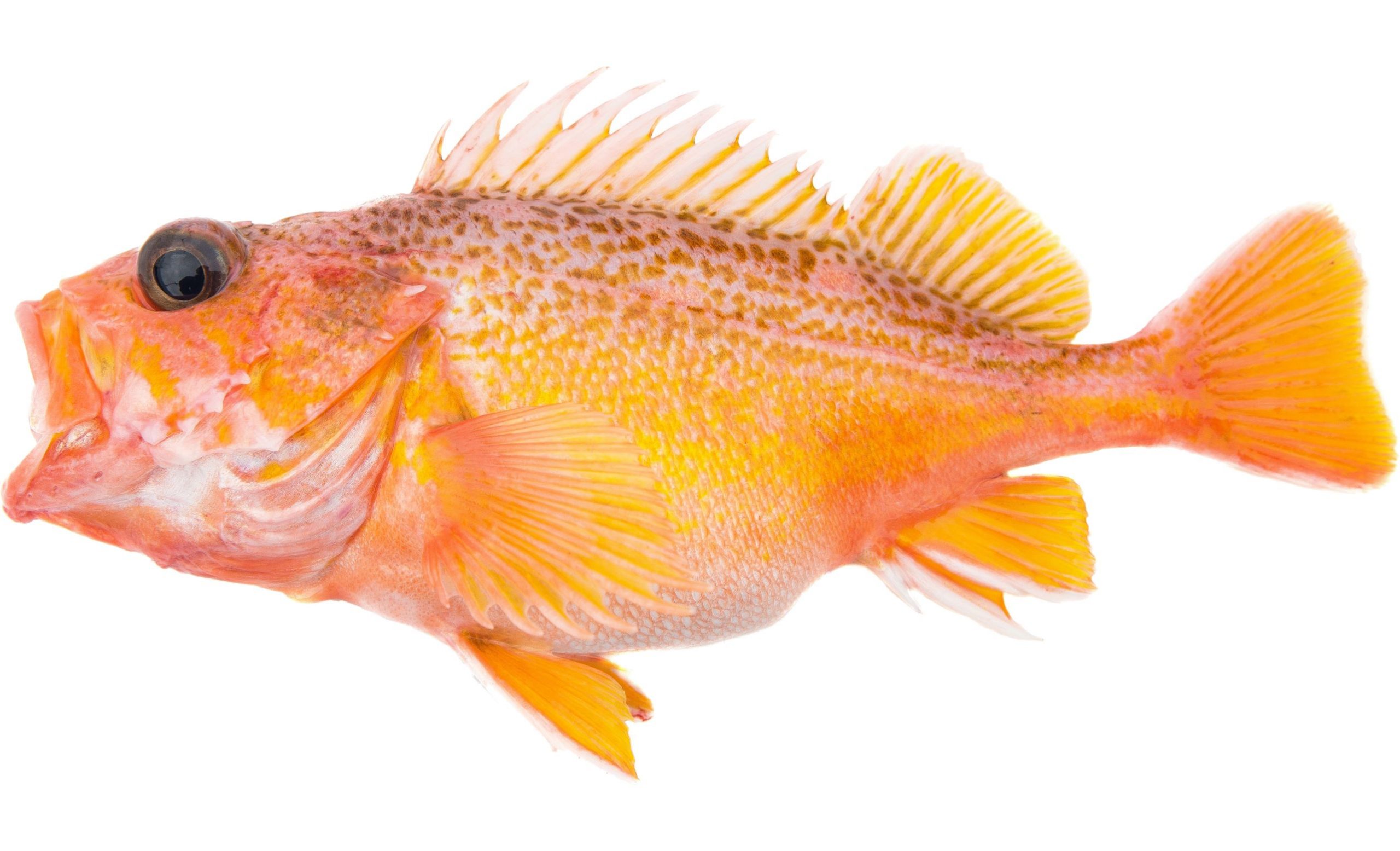 A Greenspotted Rockfish