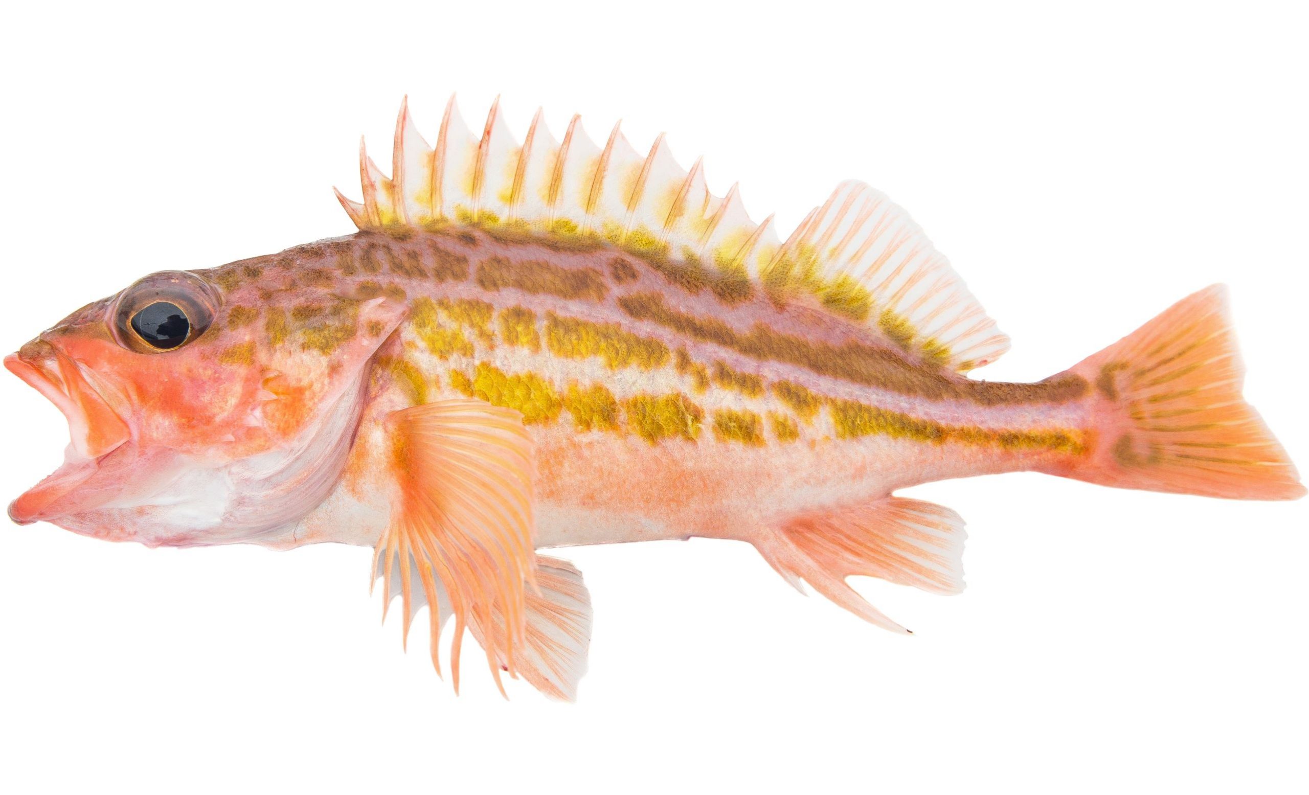 A Greenstriped Rockfish