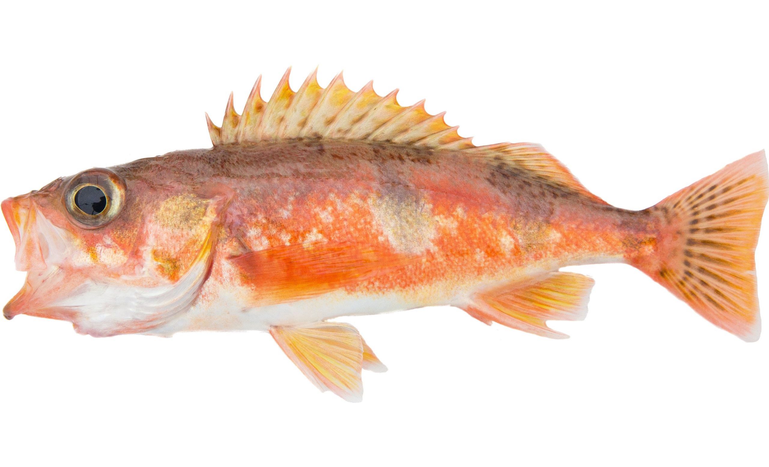 A Halfbanded Rockfish