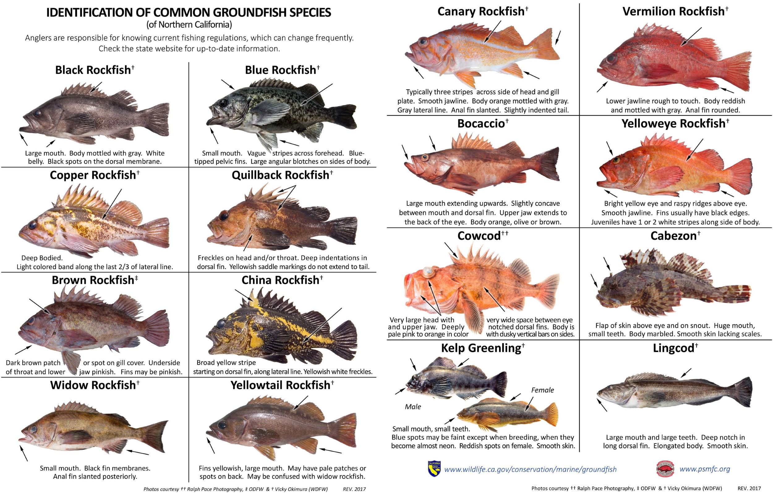 A chart of common groundfish of Northern California