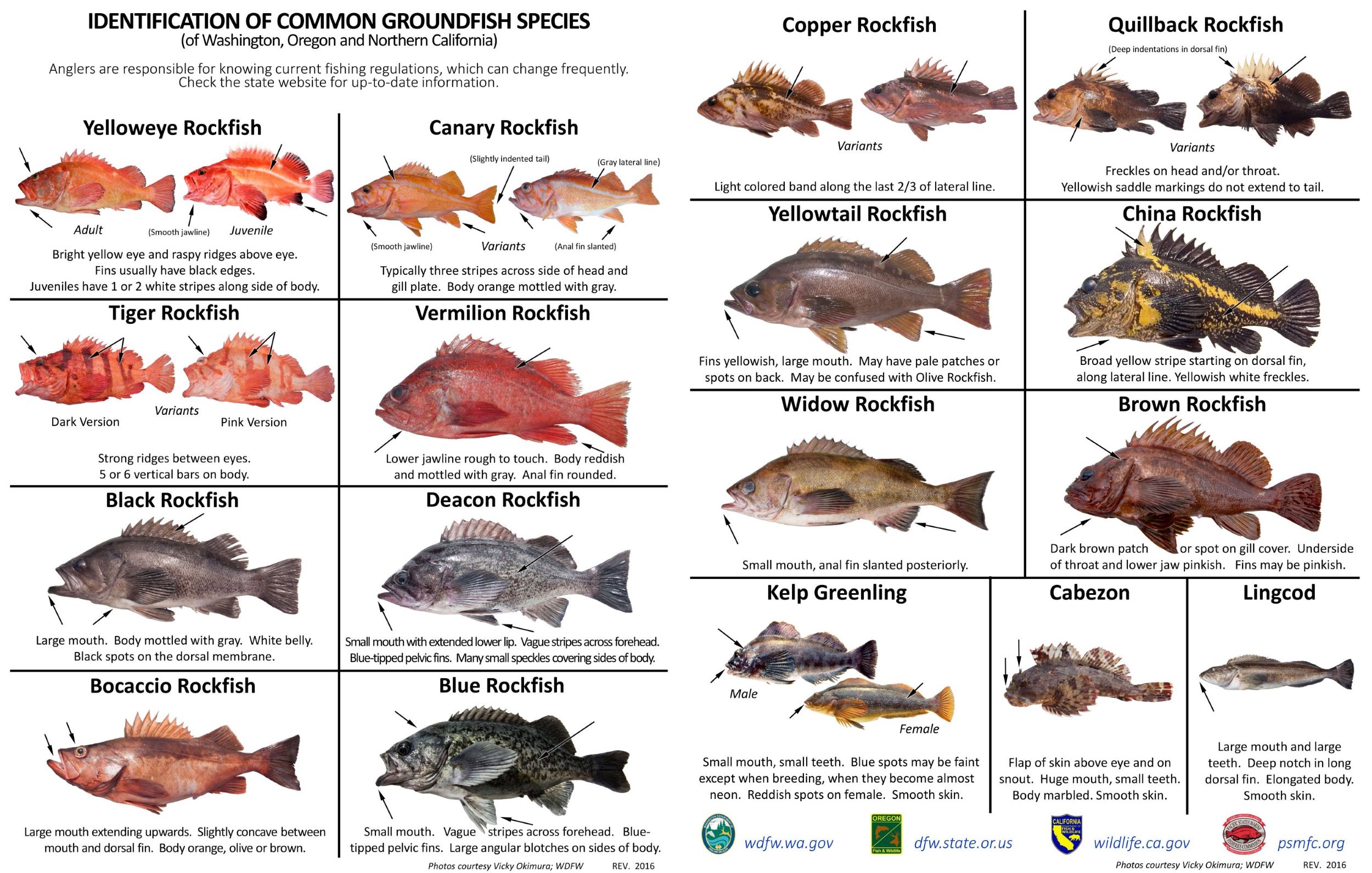 A chart of common groundfish of Washington, Oregon, and Northern California