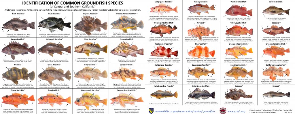 A chart of common groundfish of Central and Southern California