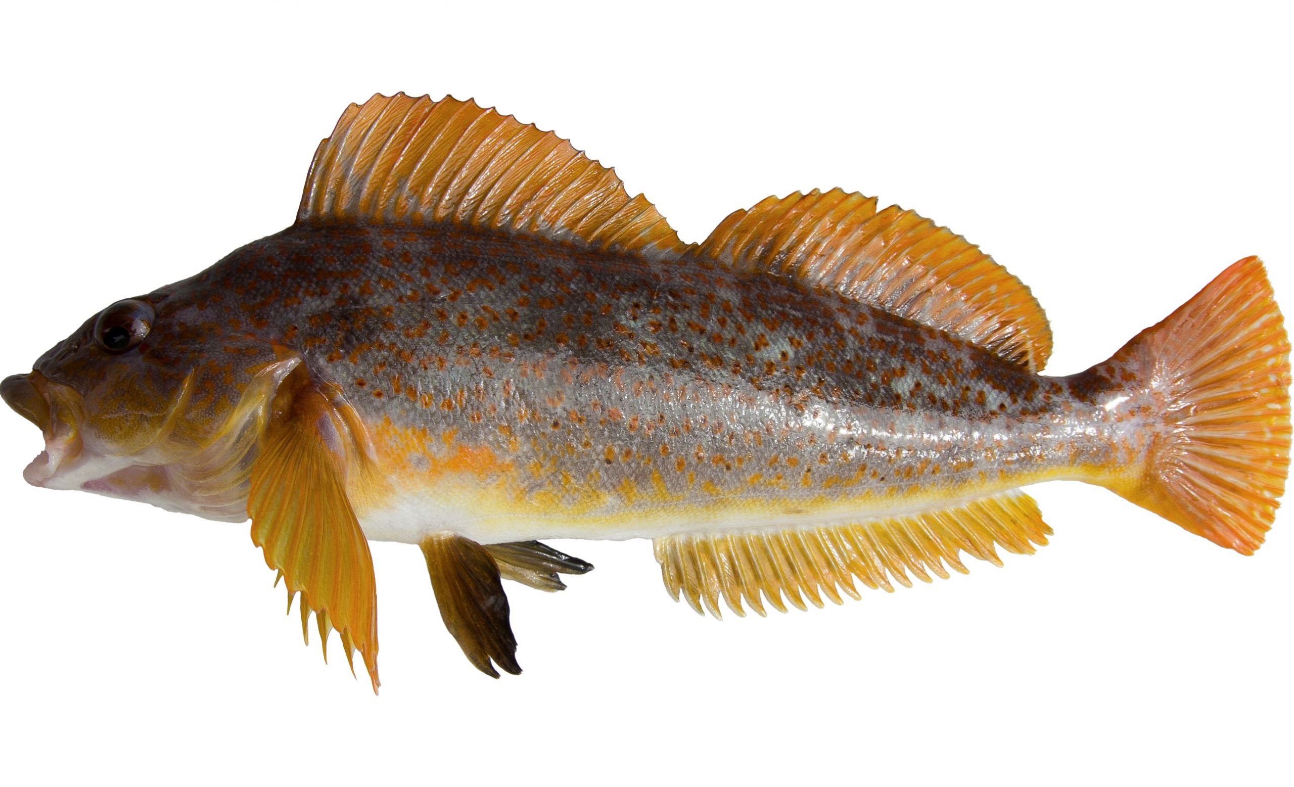 A female Kelp Greenling