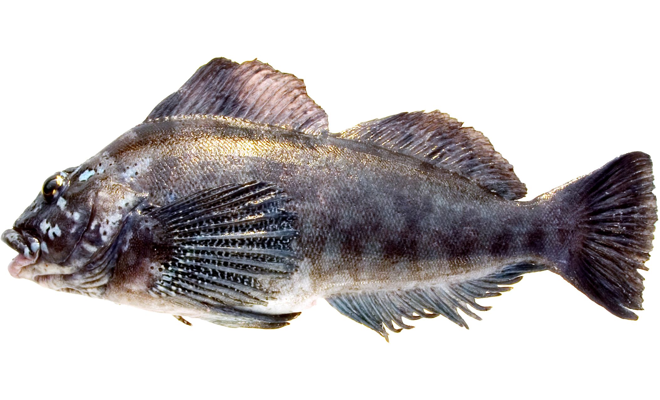 A male Kelp Greenling