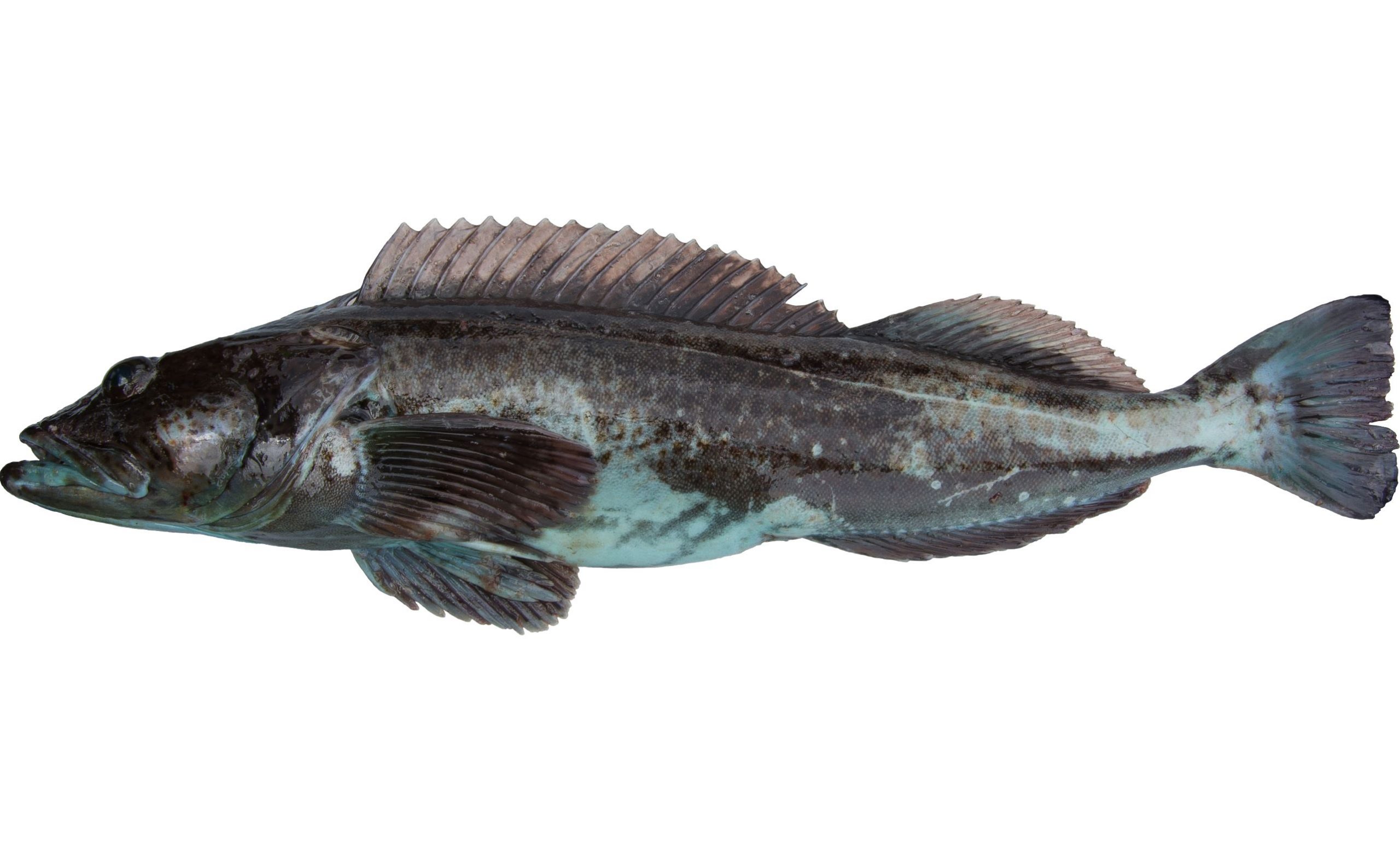 A Lingcod