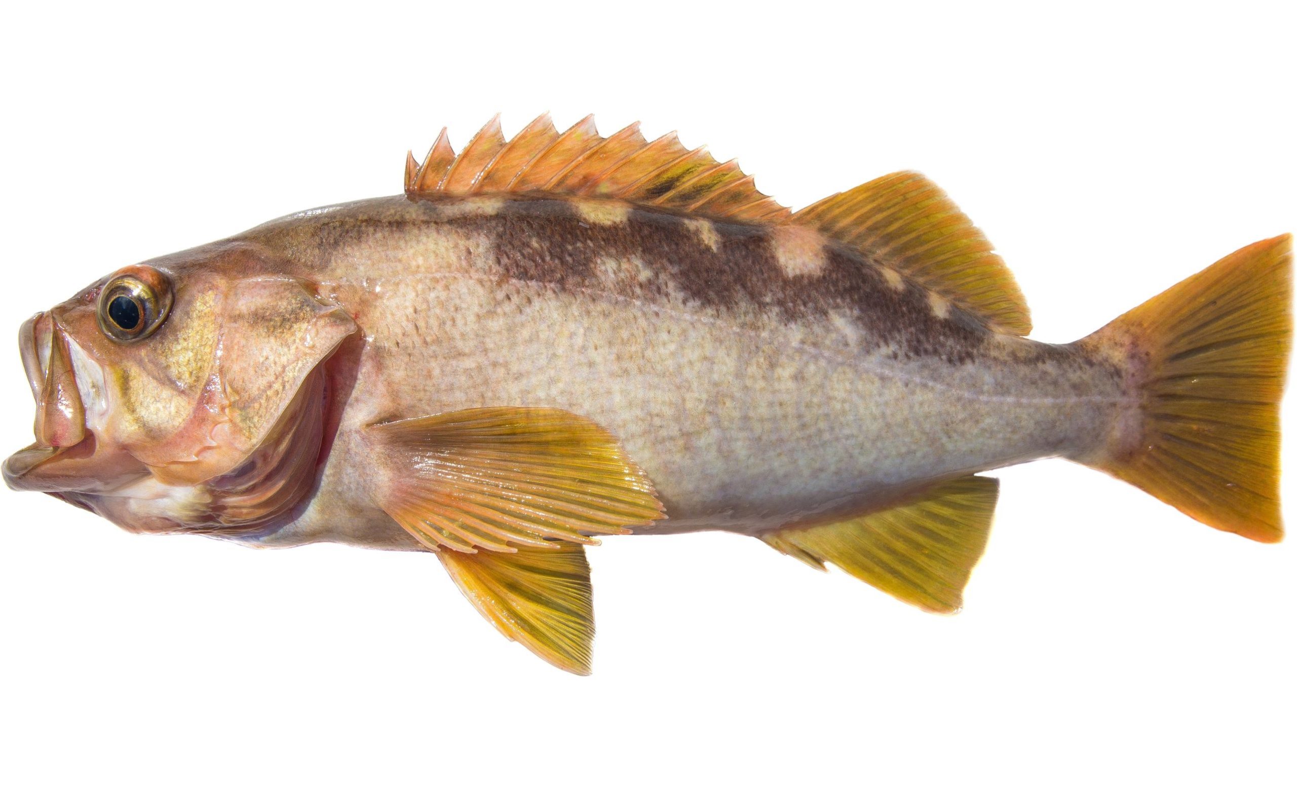 An Olive Rockfish