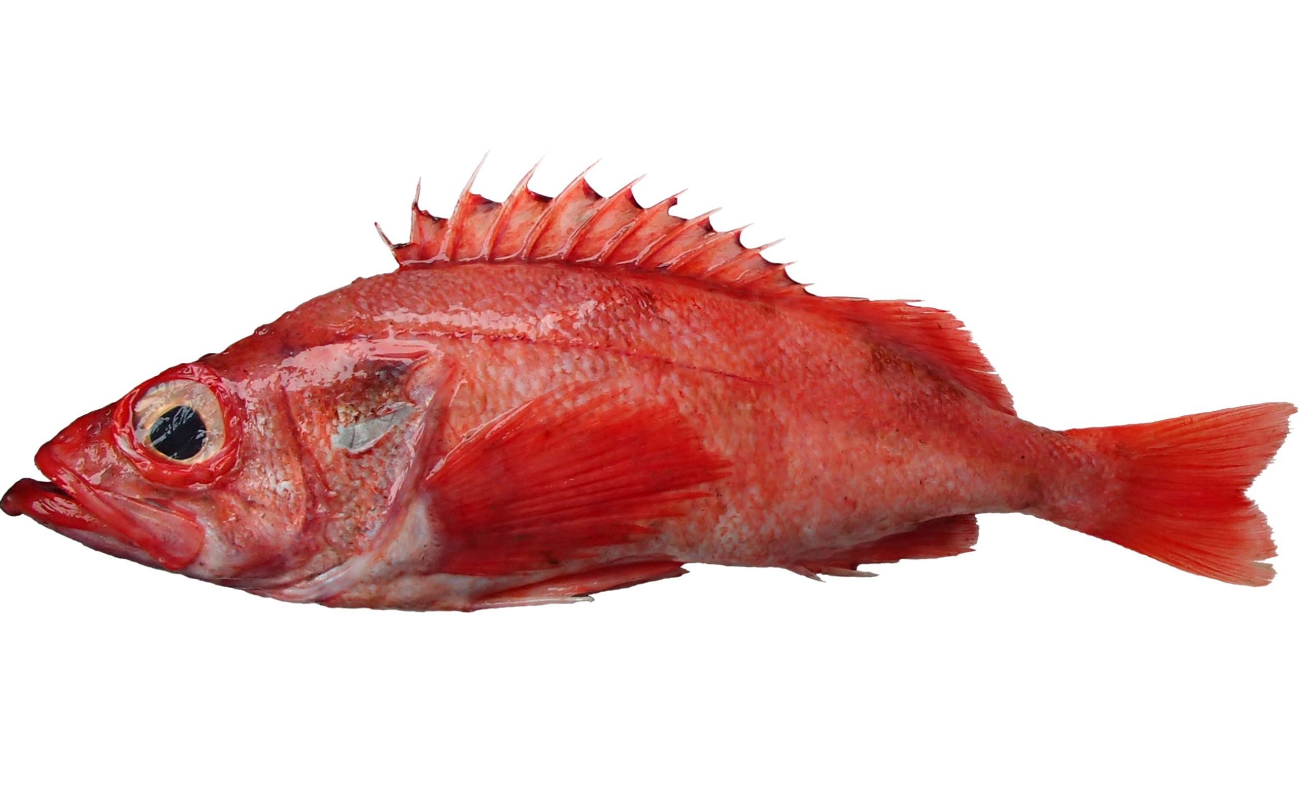 A Pacific Ocean Perch