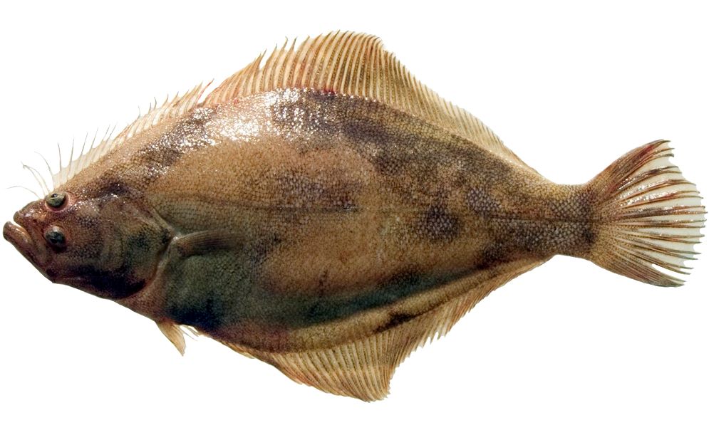 A Pacific Sand Sole