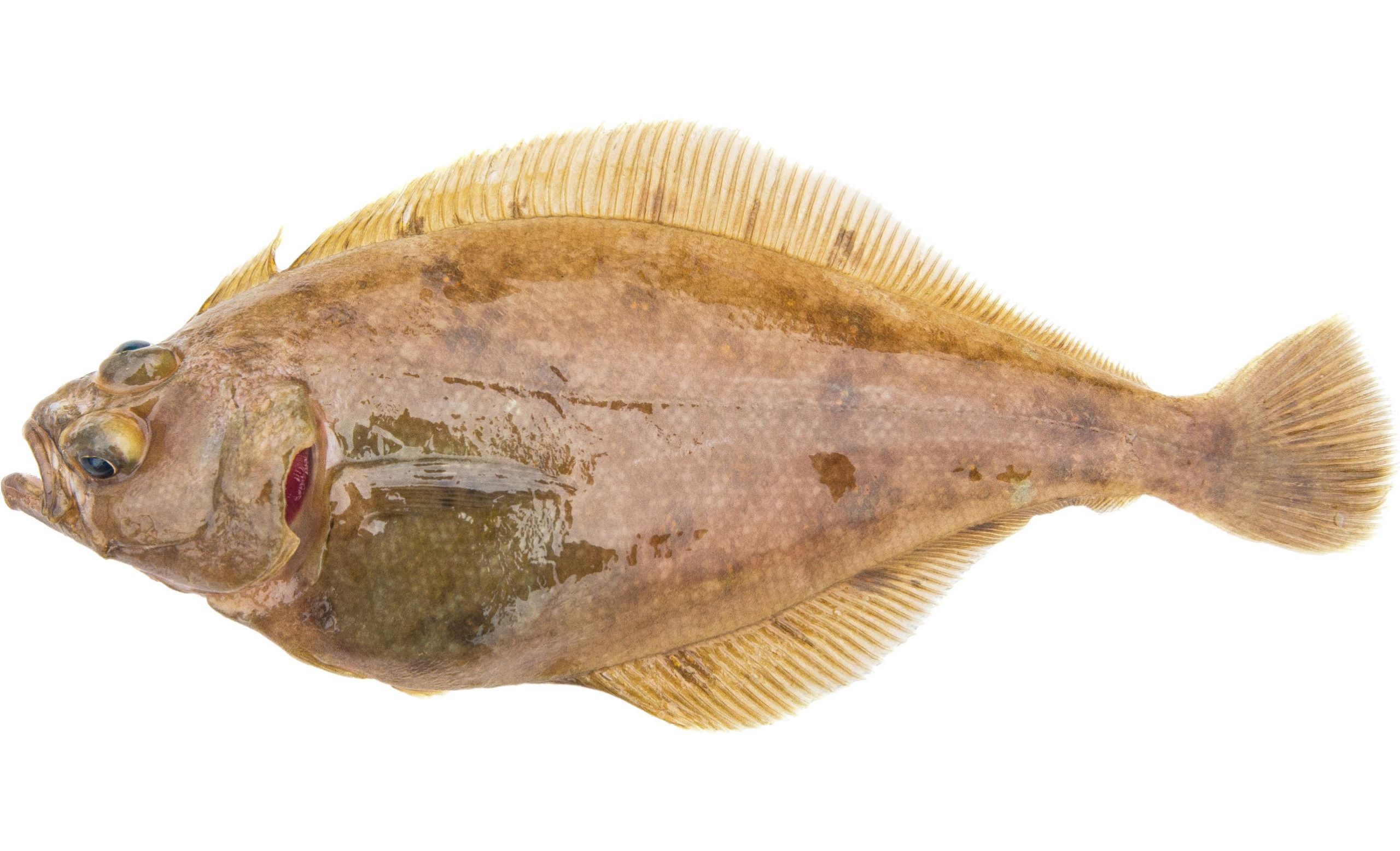 A Pacific Sanddab