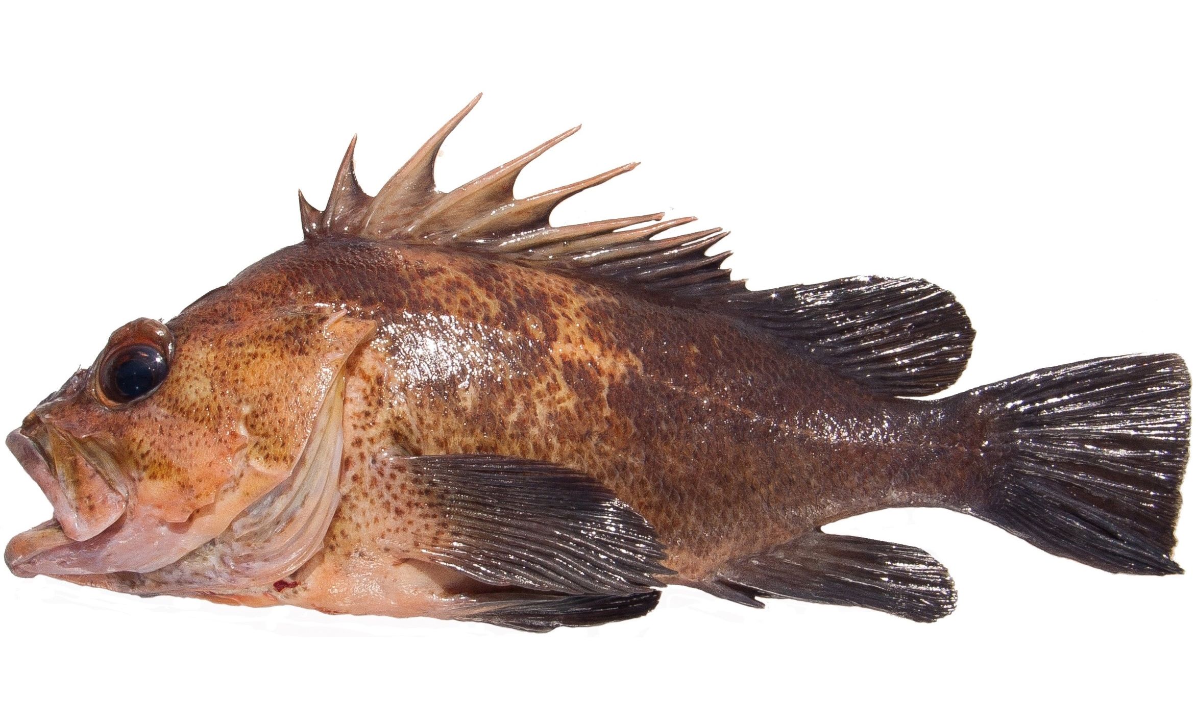 A Quillback Rockfish variant