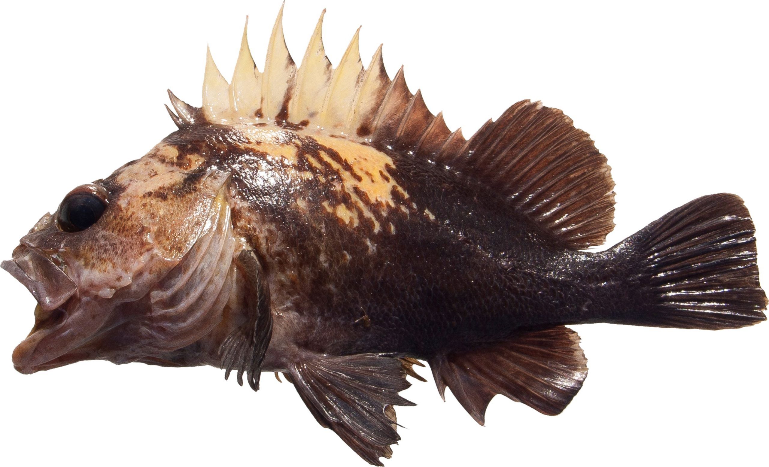 A Quillback Rockfish variant