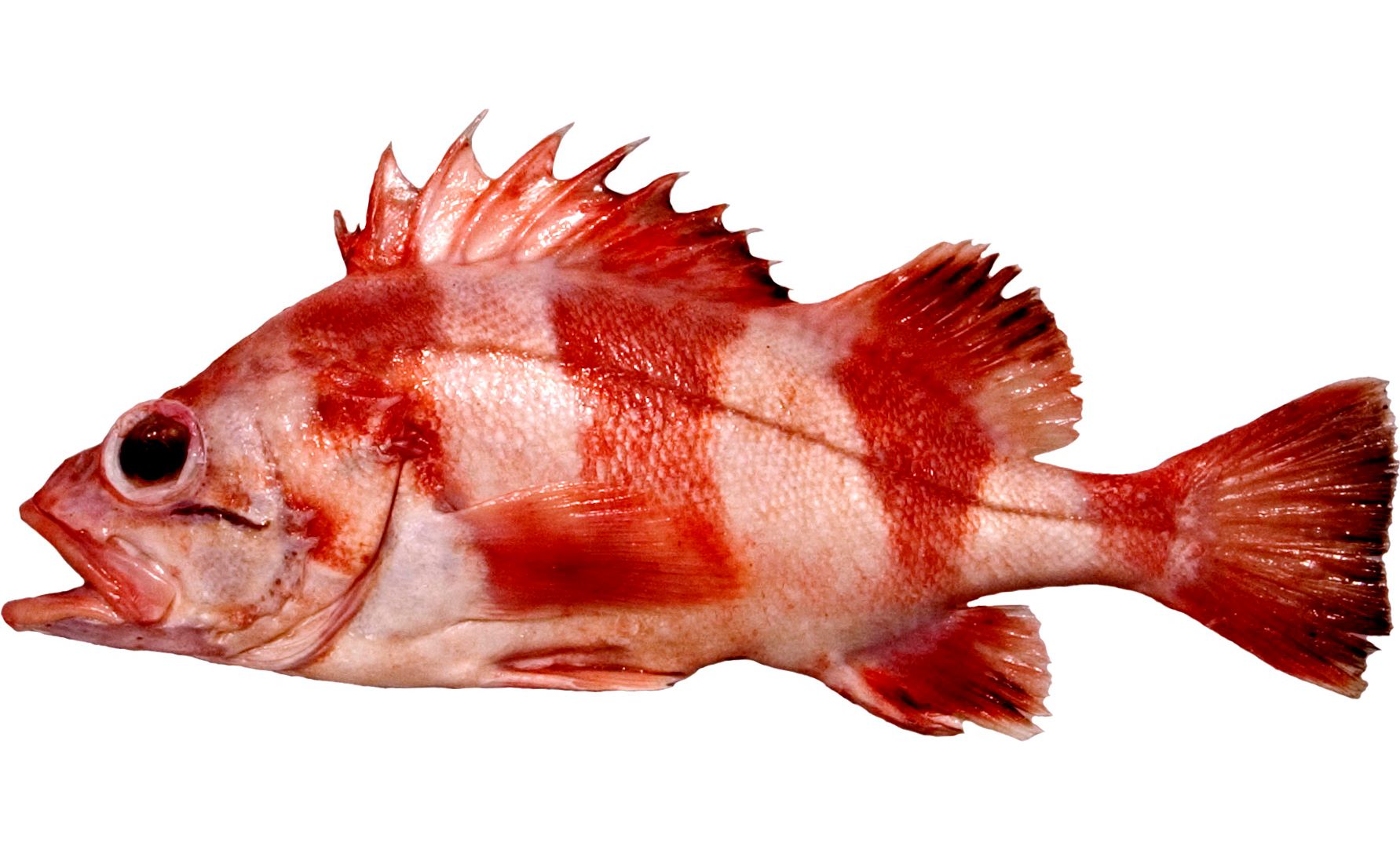 A Redbanded Rockfish