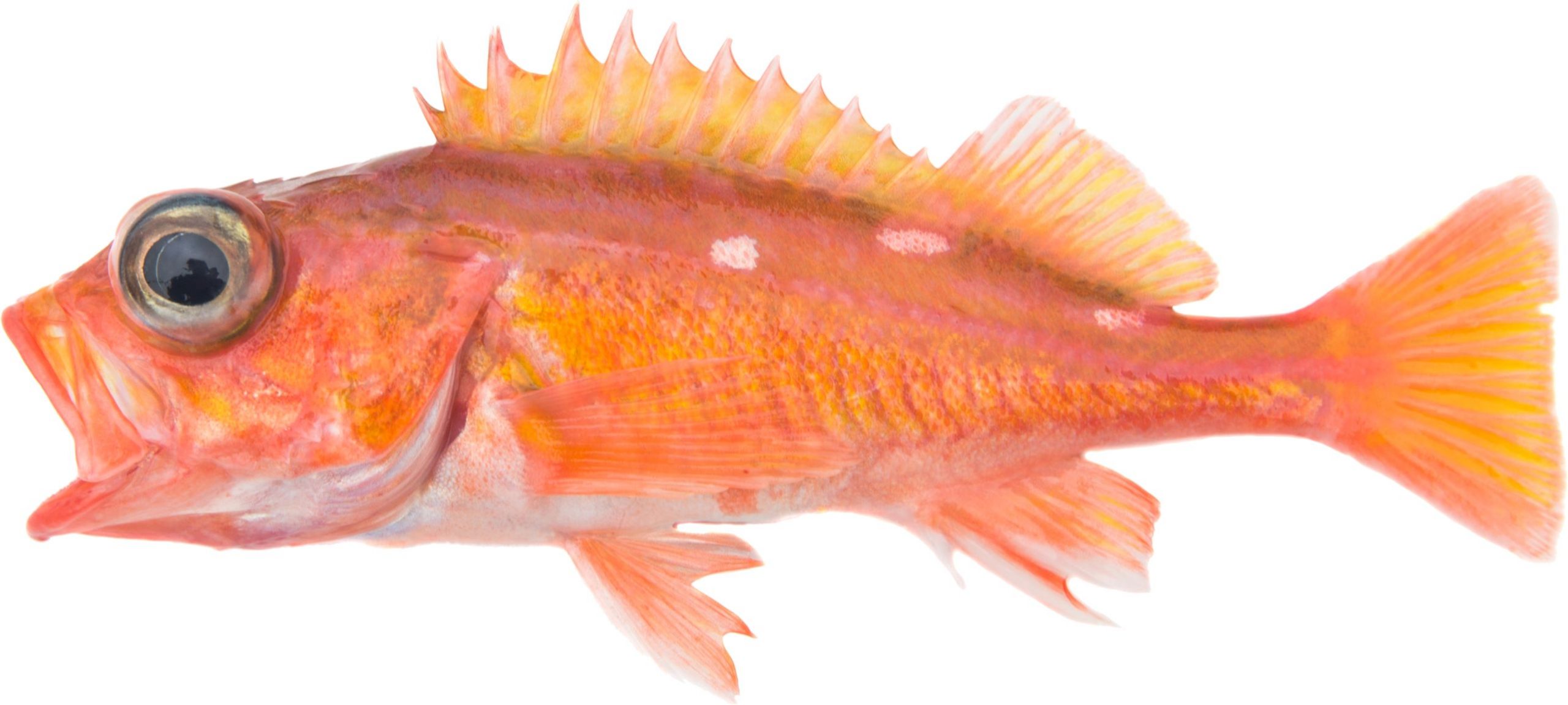 A Rosy Rockfish