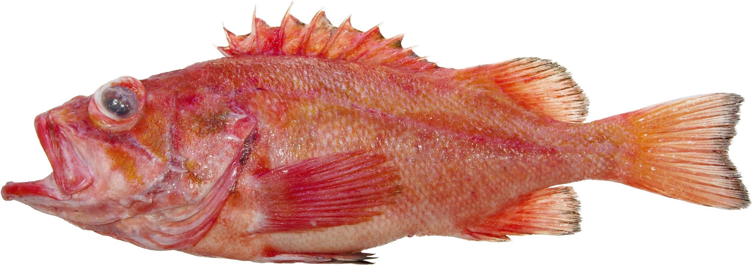 A Rougheye Rockfish