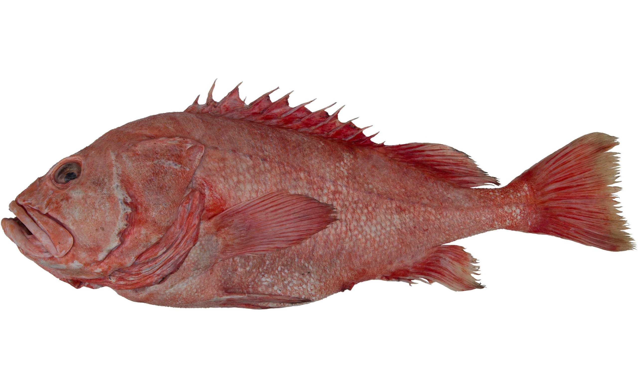 A Shortraker Rockfish