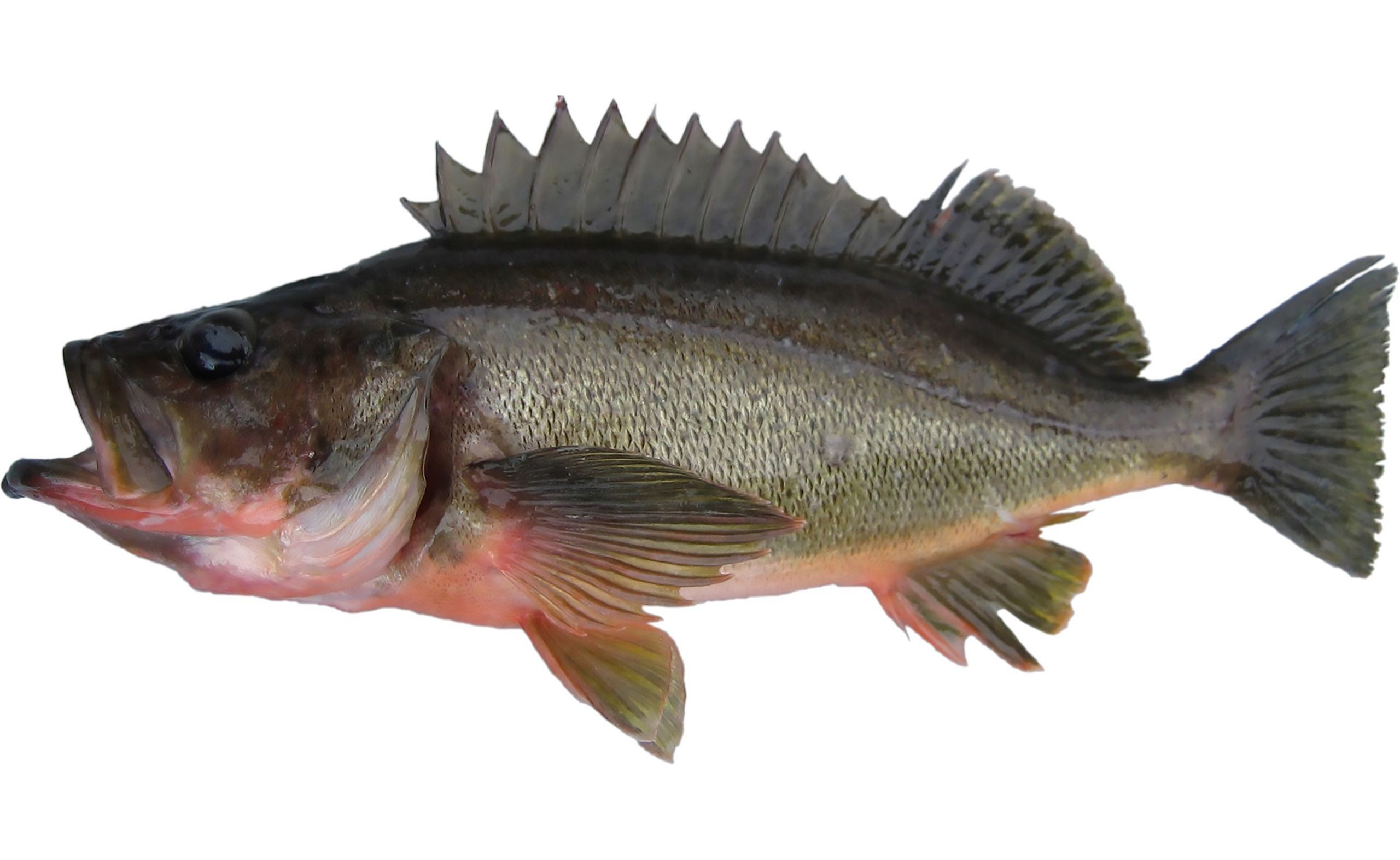 A Silvergray Rockfish