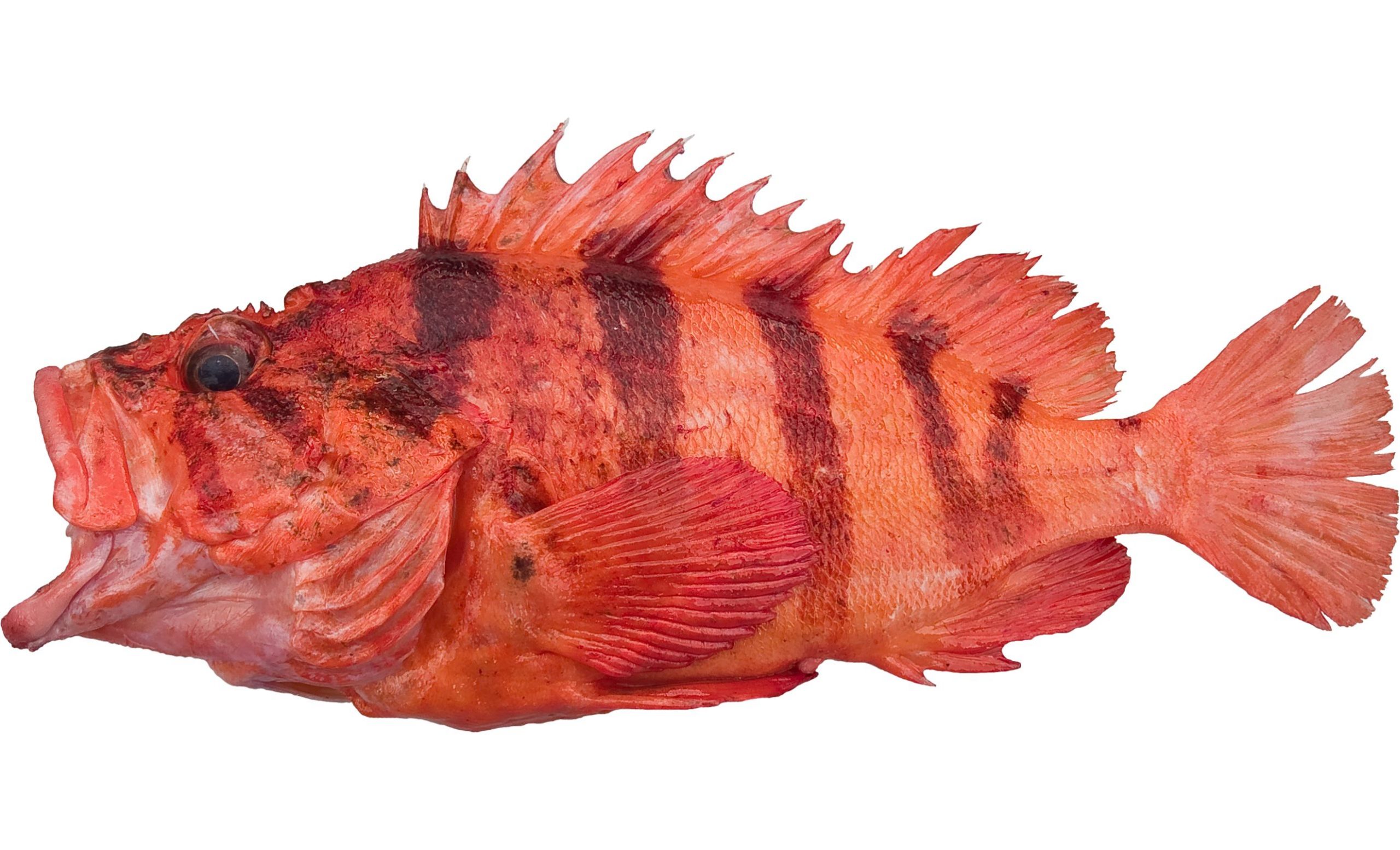 A dark version of the Tiger Rockfish