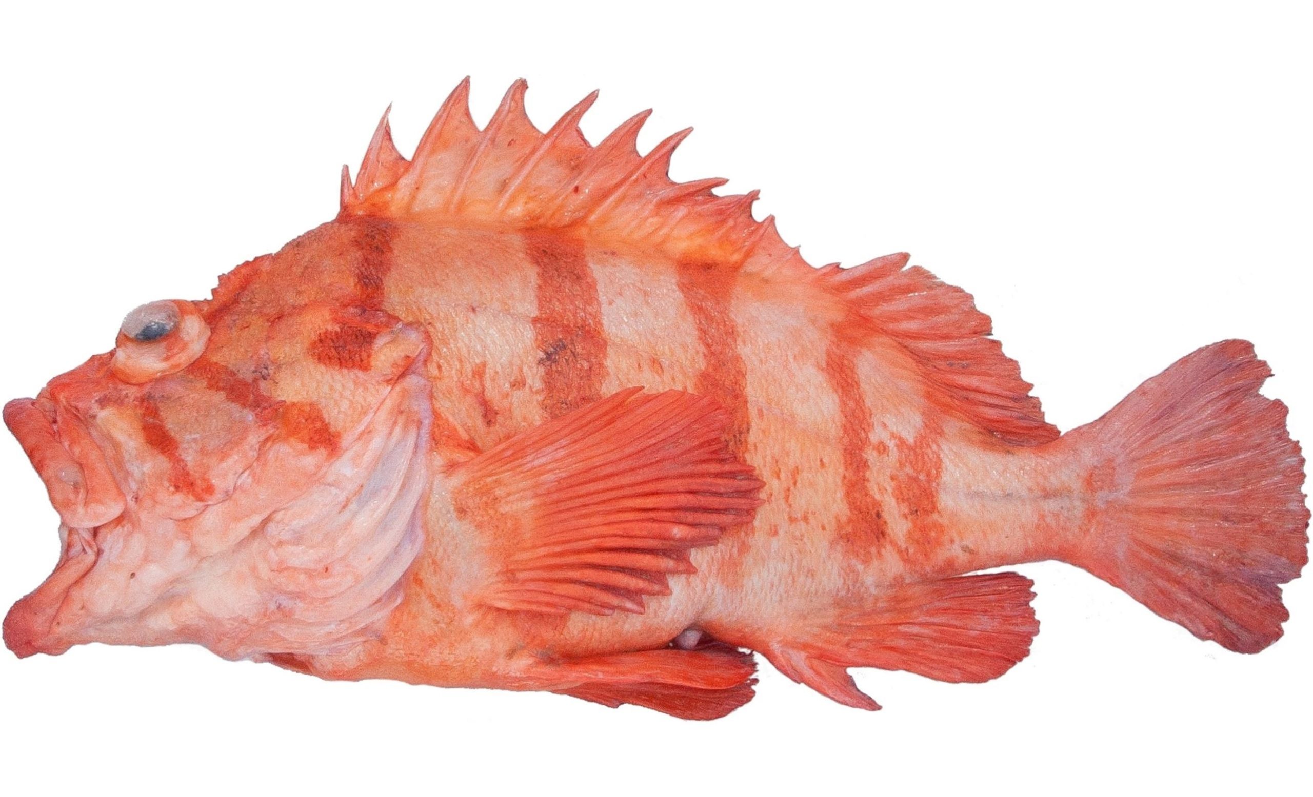 A pink version of the Tiger Rockfish