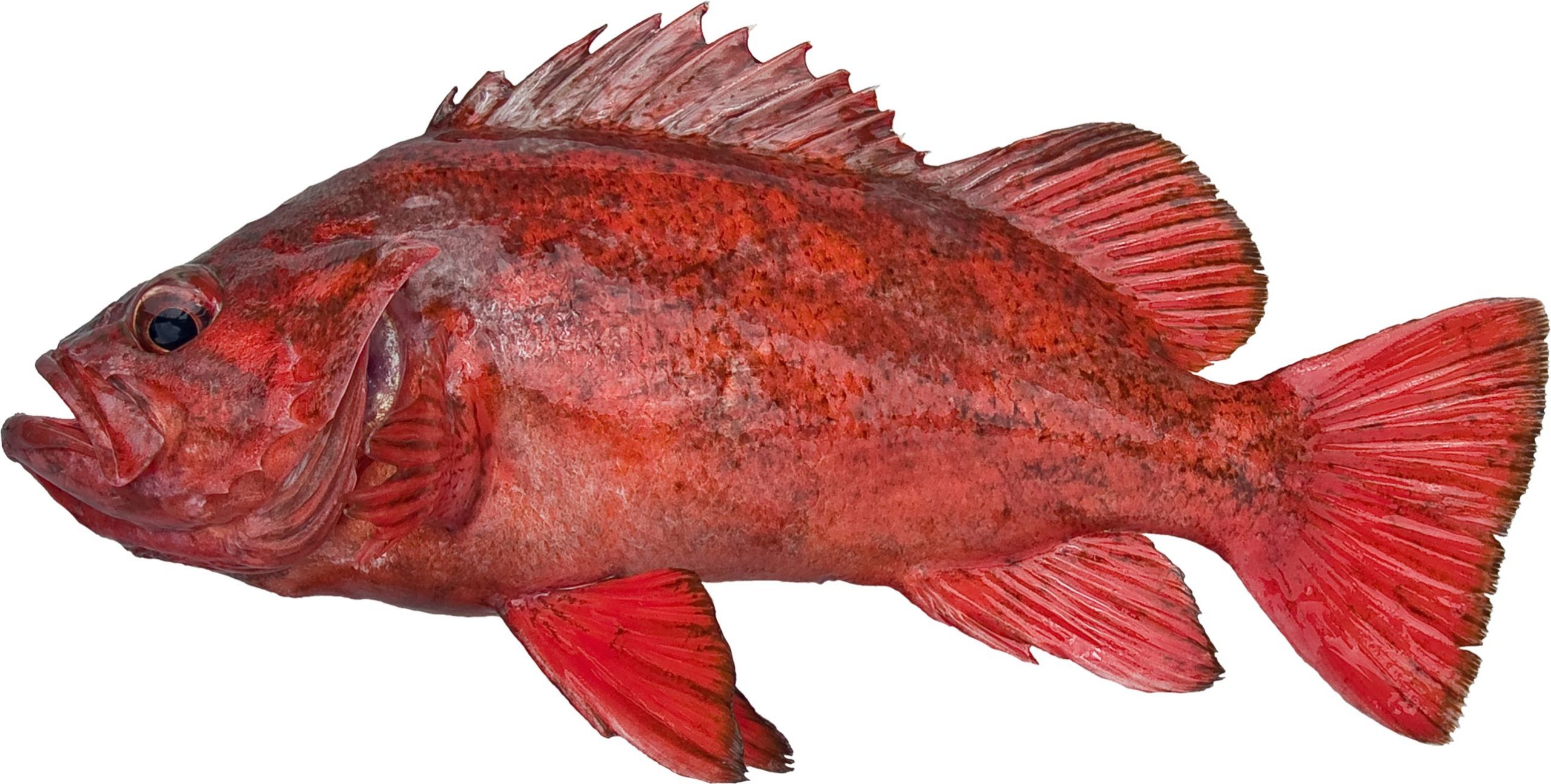 A Vermillion Rockfish