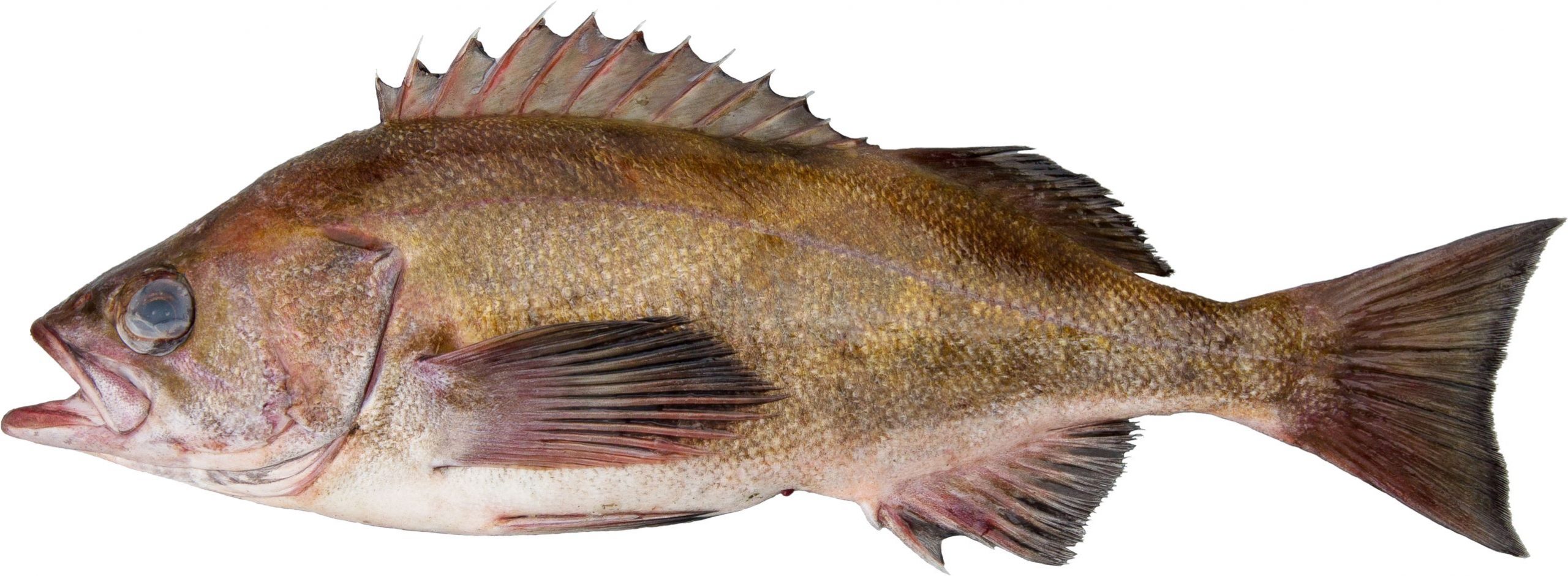 A Widow Rockfish