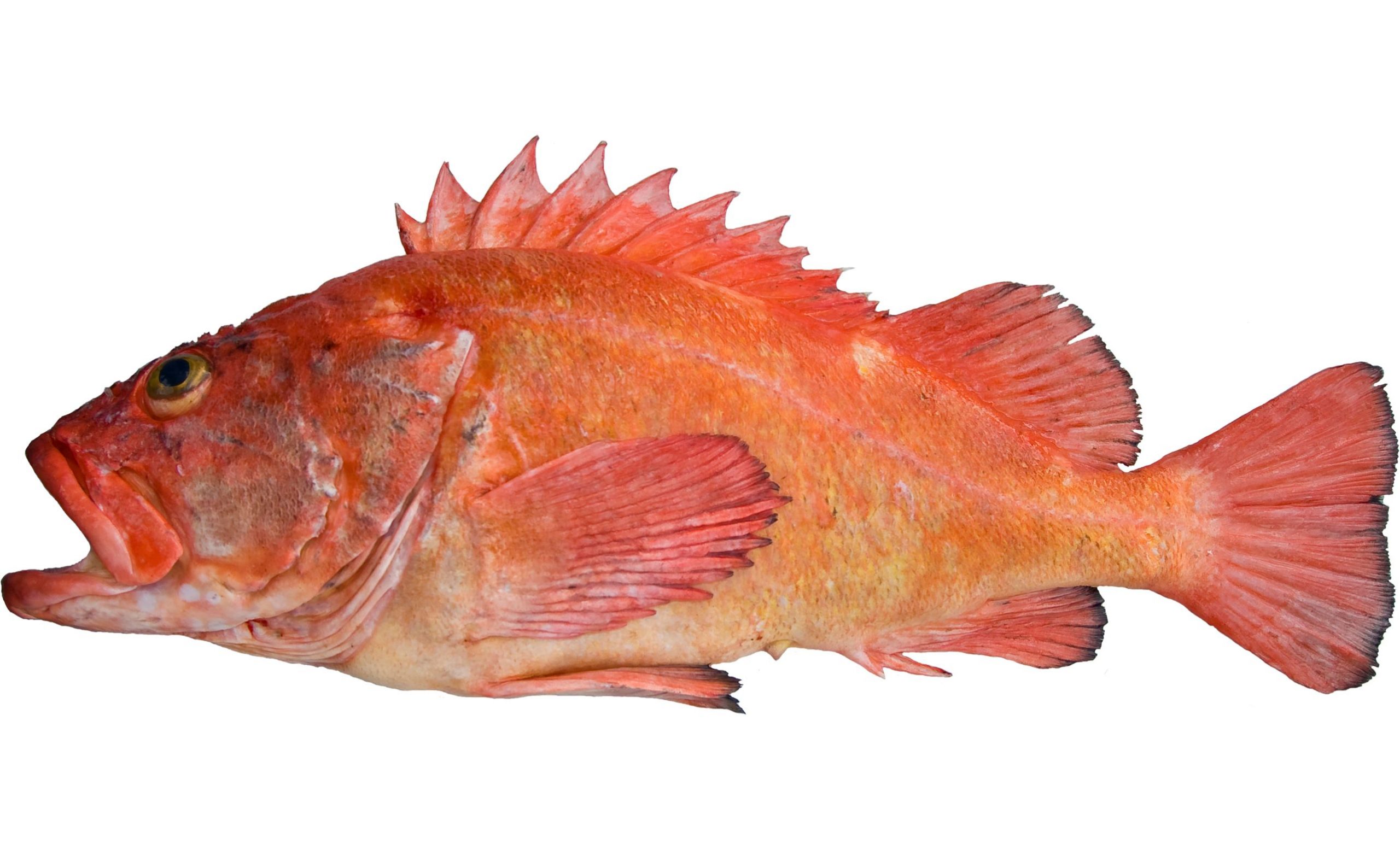 An adult Yelloweye Rockfish